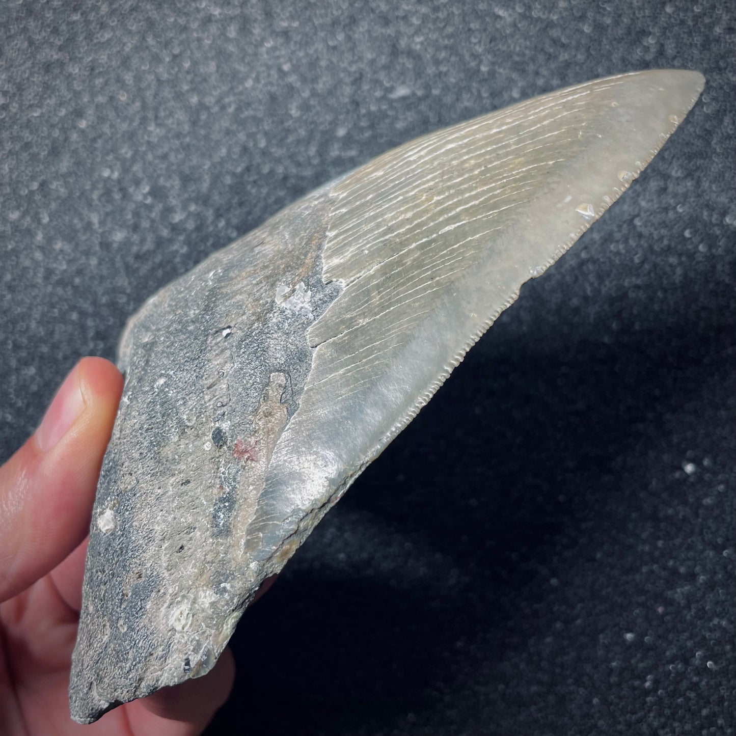 F1850 | Squalo | Otodus megalodon
