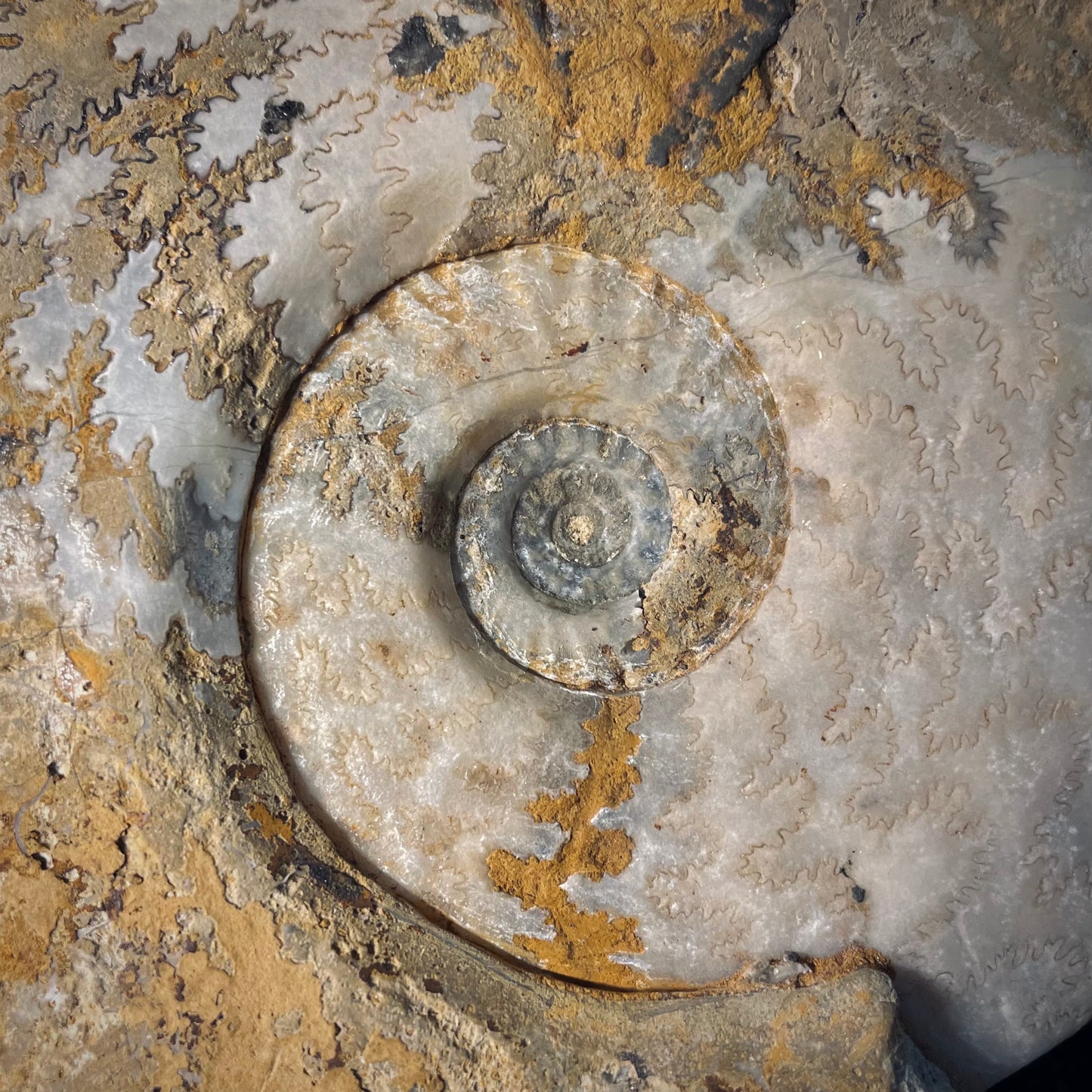 F1971 | Ammonite | Harpoceras falcifer