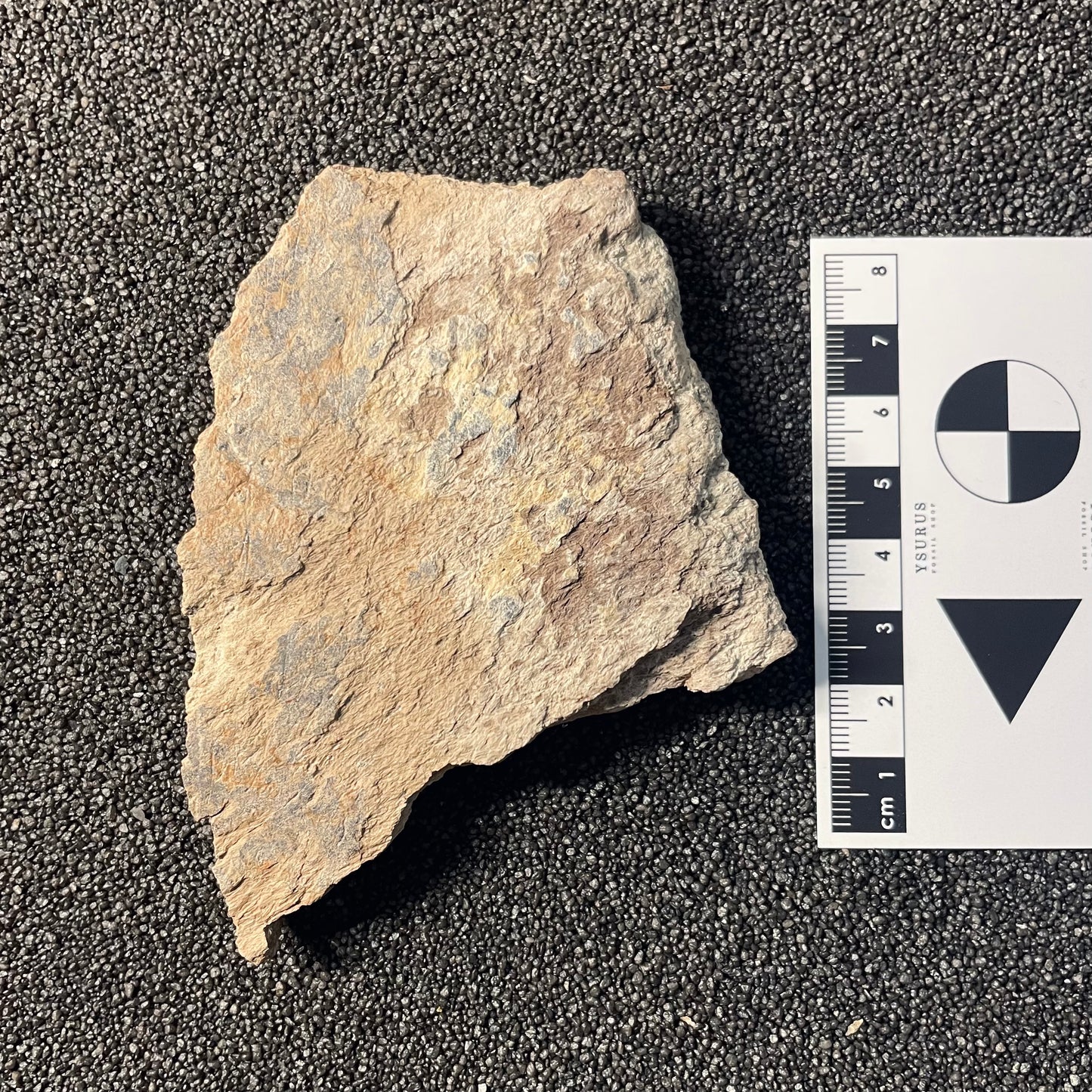 F2517 | Dinosauro | Triceratops sp.
