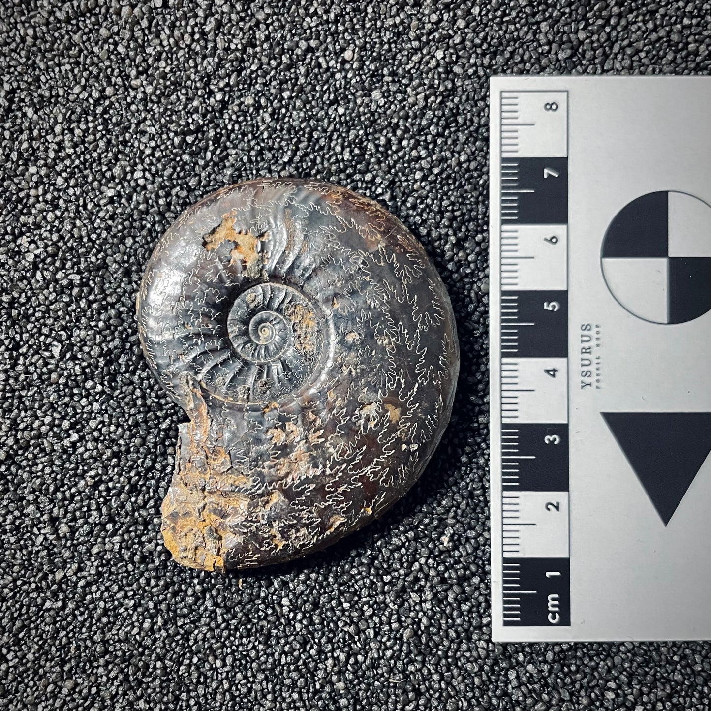 F2551 | Ammonite | Pleydellia sp.