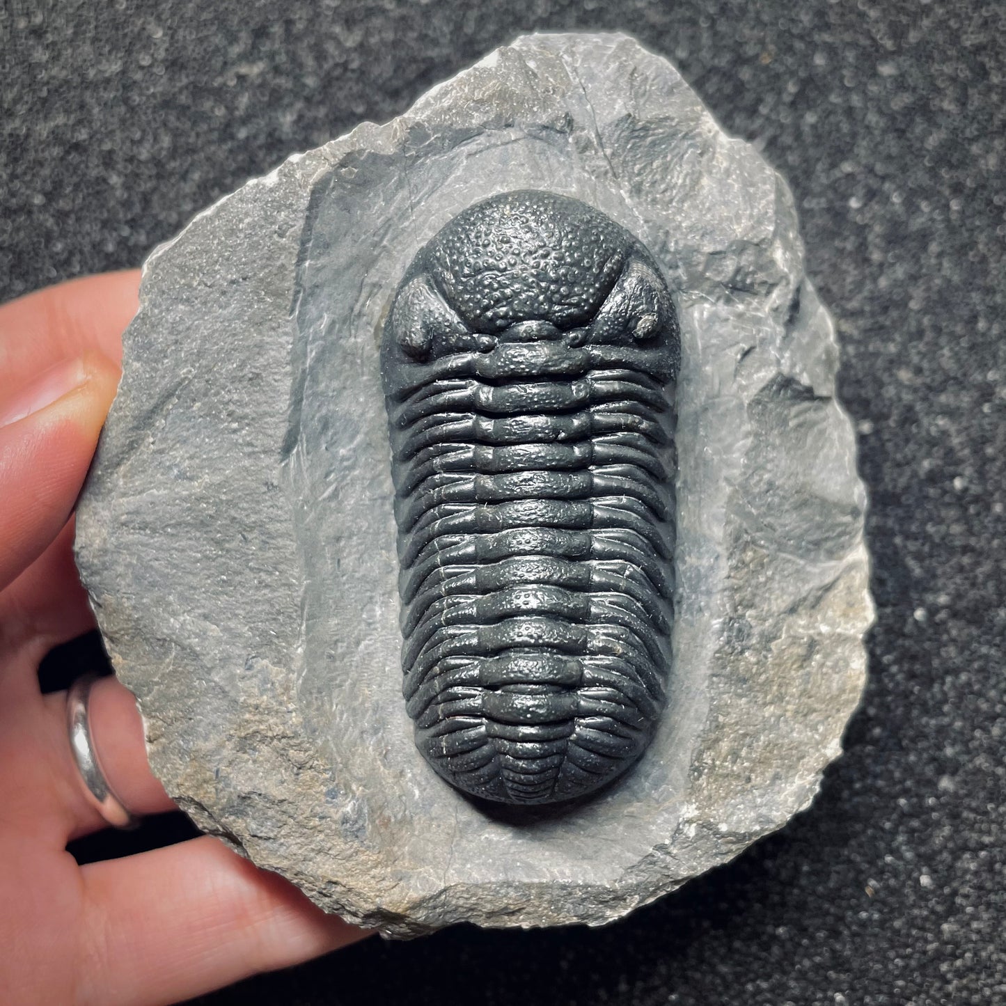 F1616 | Trilobite | Phacopidae indet.
