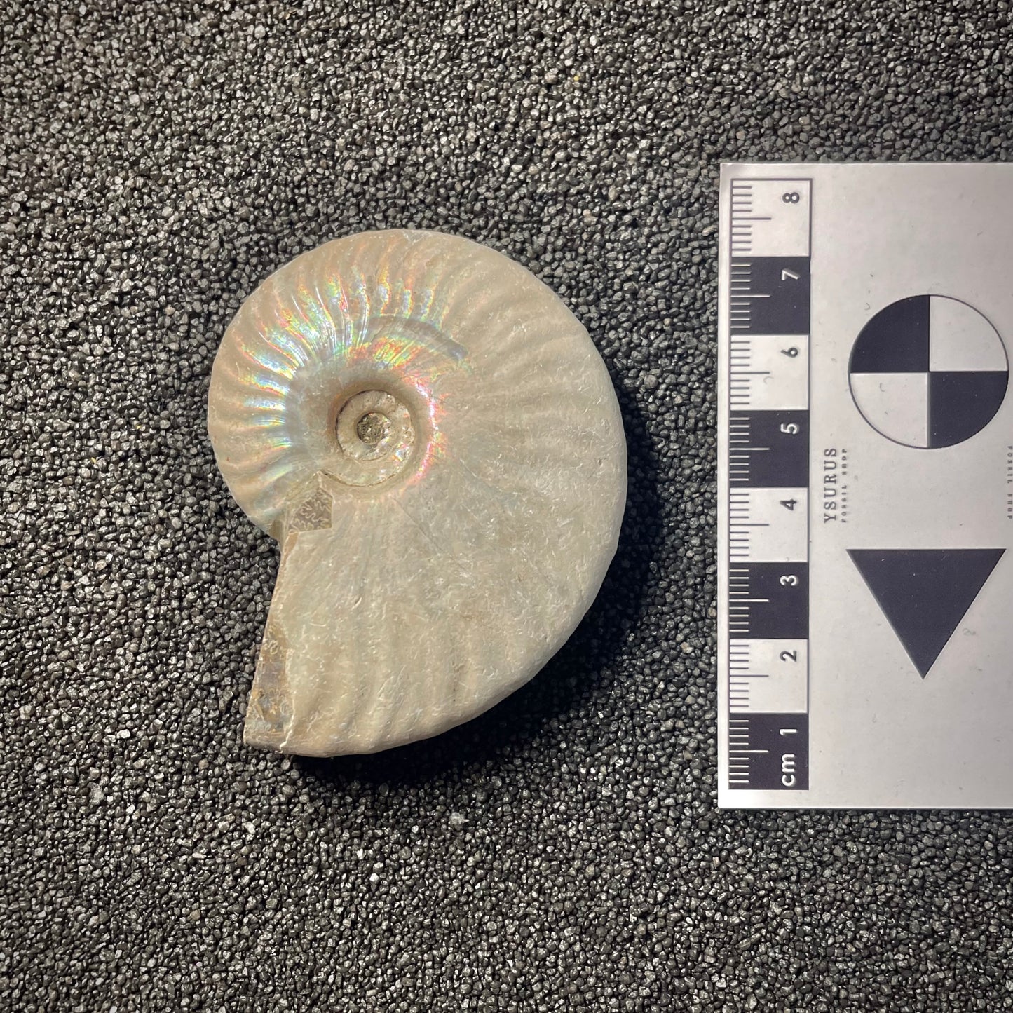 F2153 | Ammonite | Cleoniceras sp.