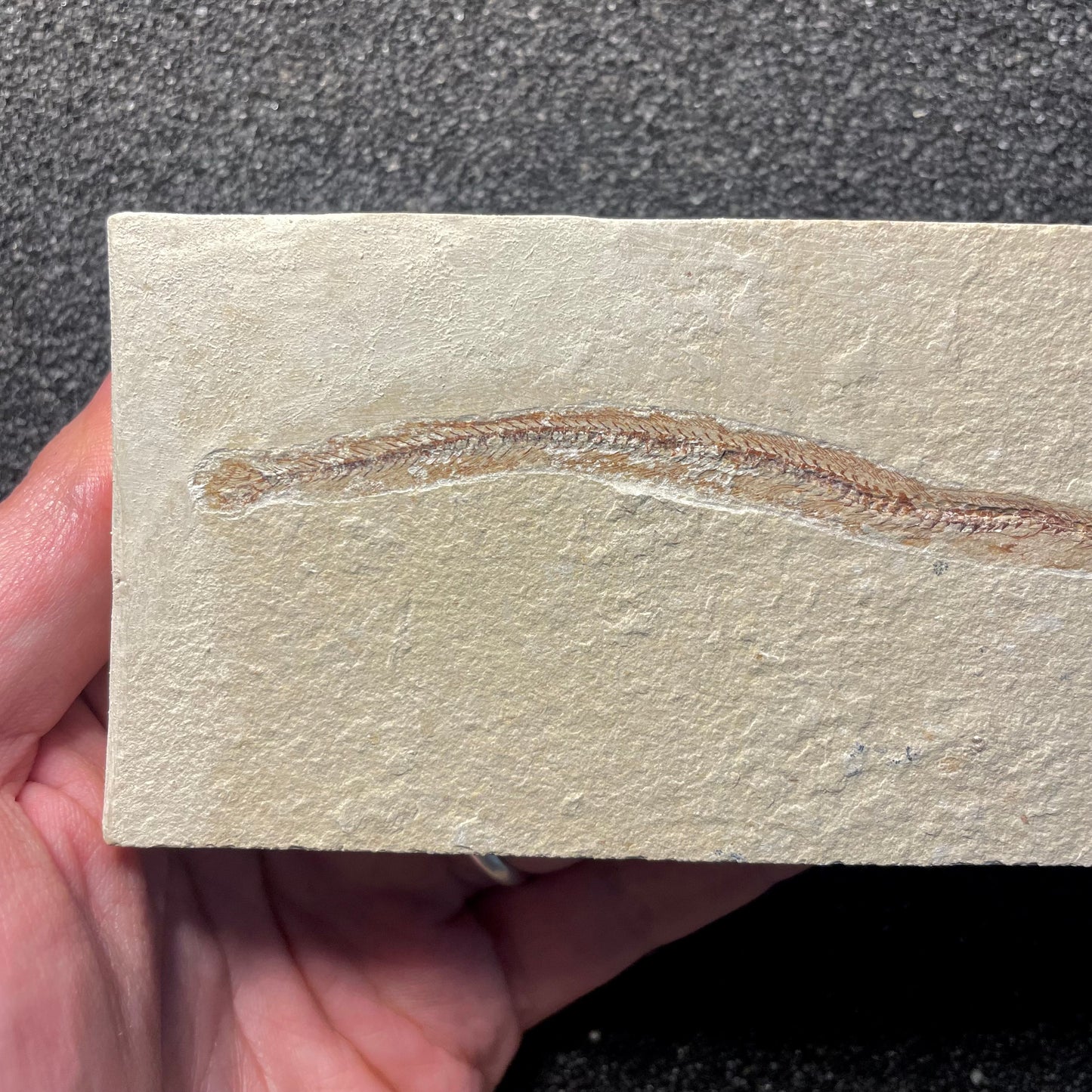 F2061 | Pesce | Hayenchelys germanus