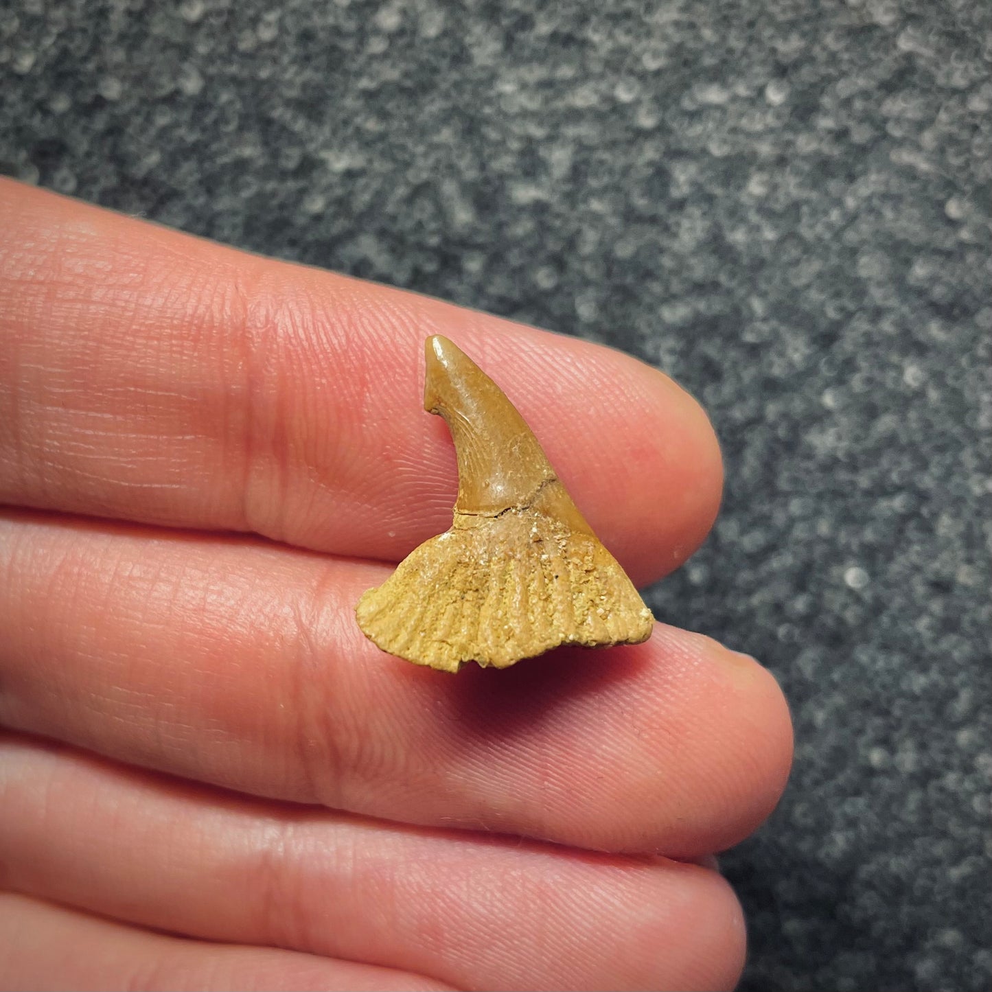 F1702 | Pesce | Onchopristis sp.