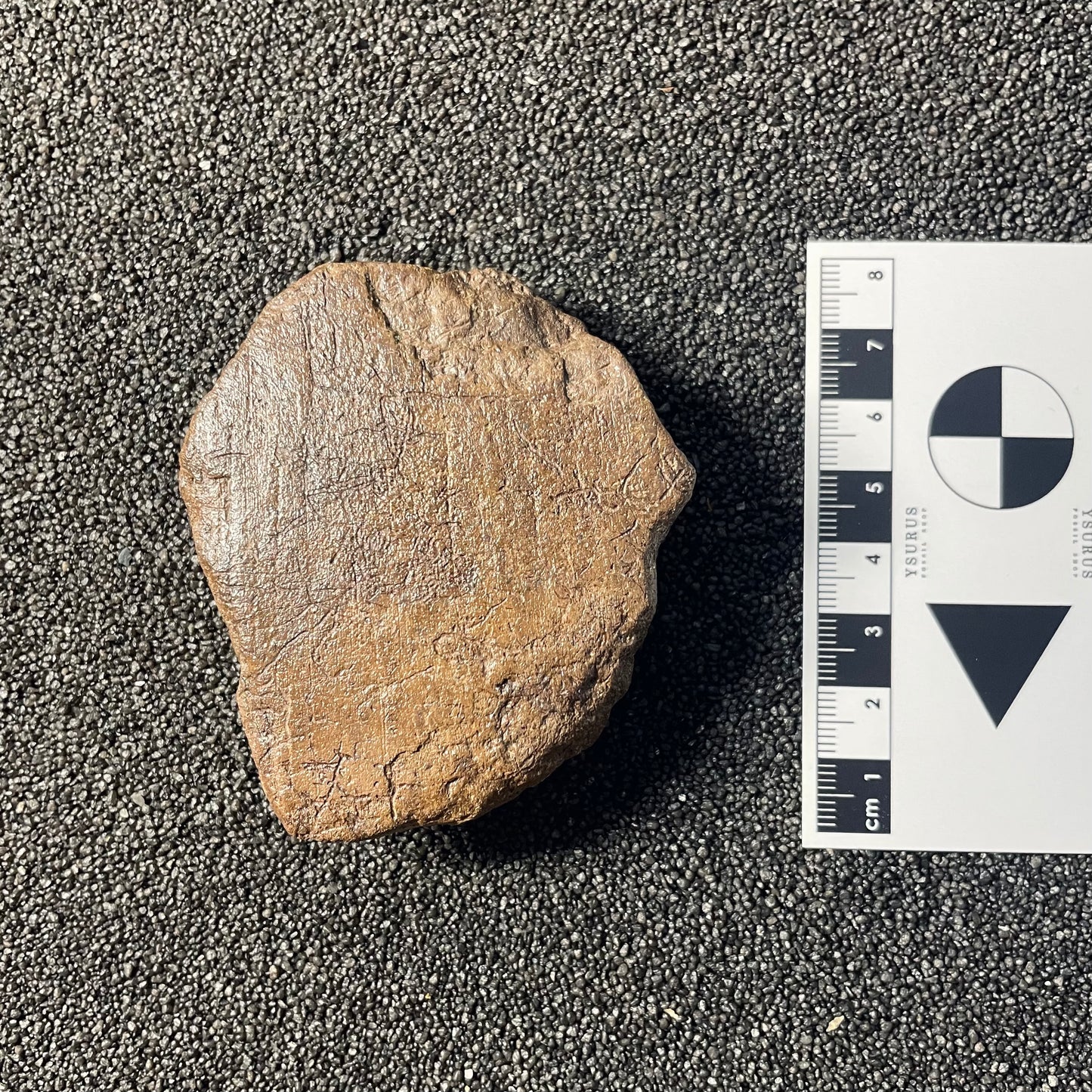 F2518 | Dinosauro | Triceratops sp.