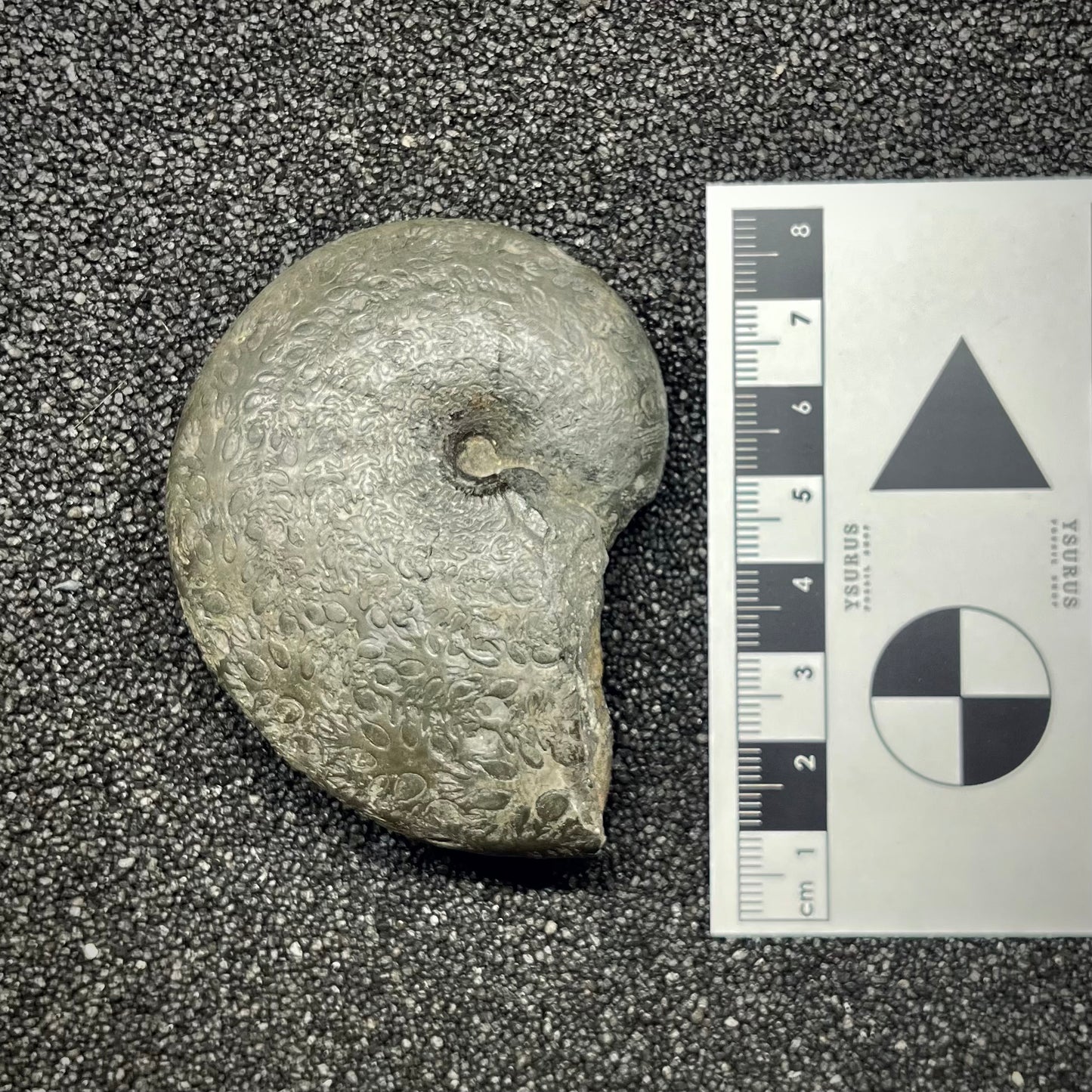 F2817 | Ammonite | Phylloceras sp.