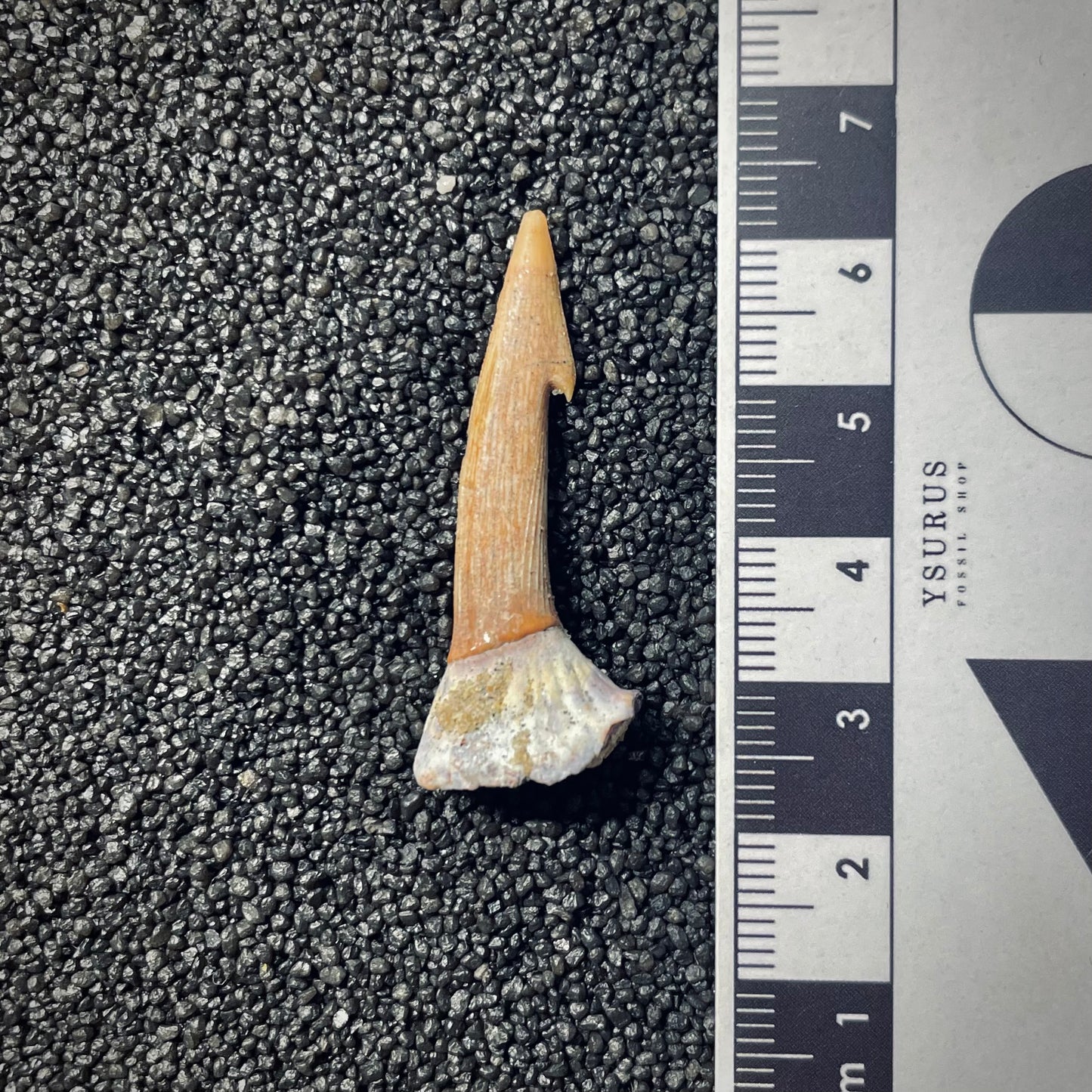 F1705 | Pesce | Onchopristis sp.
