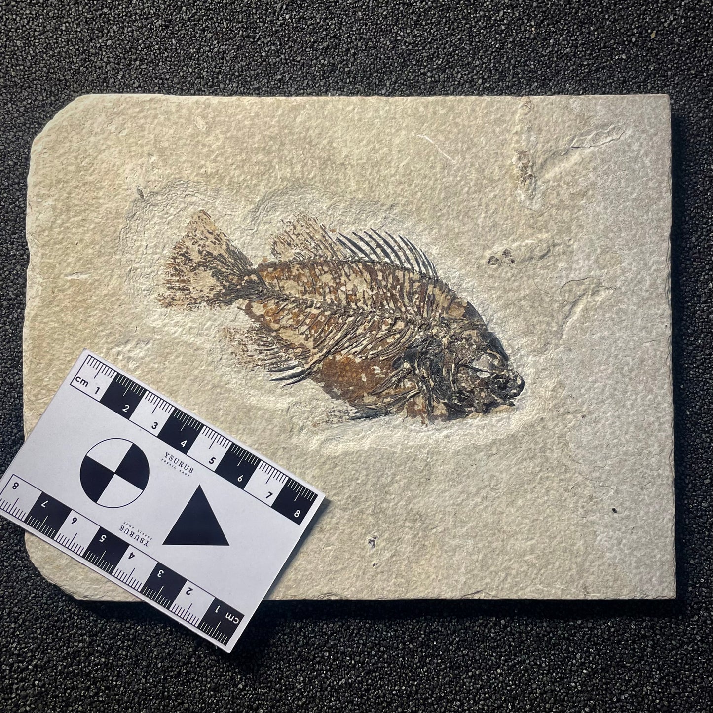 F2145 | Pesce | Priscacara sp. + PERIZIA PALEONTOLOGICA INCLUSA