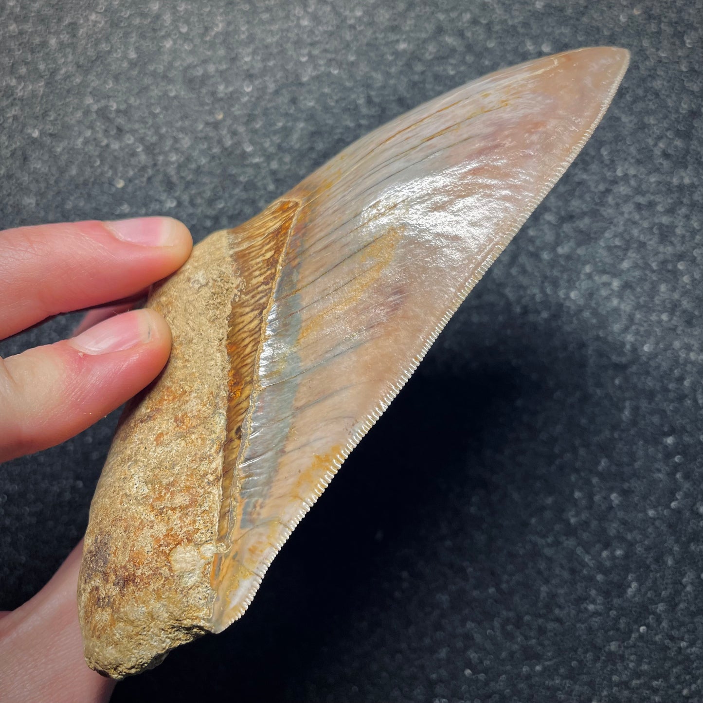 F1727 | Squalo | Otodus megalodon