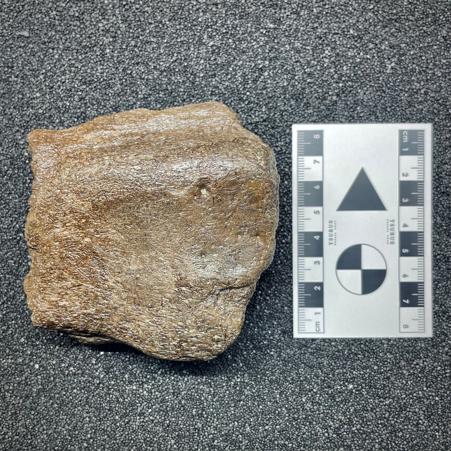 F2722 | Dinosauro | Triceratops sp.