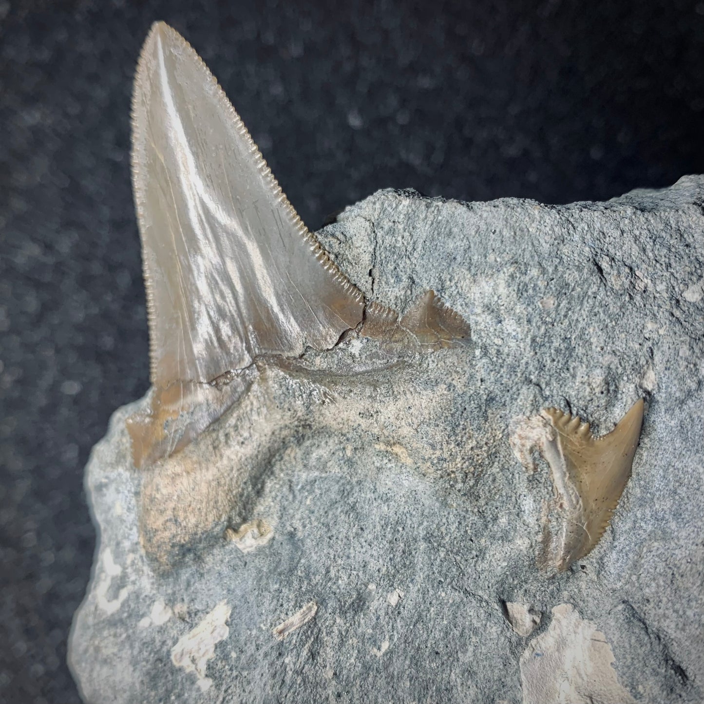 F569 | RARO | Squalo | Otodus angustidens & Carcharhinidae indet.