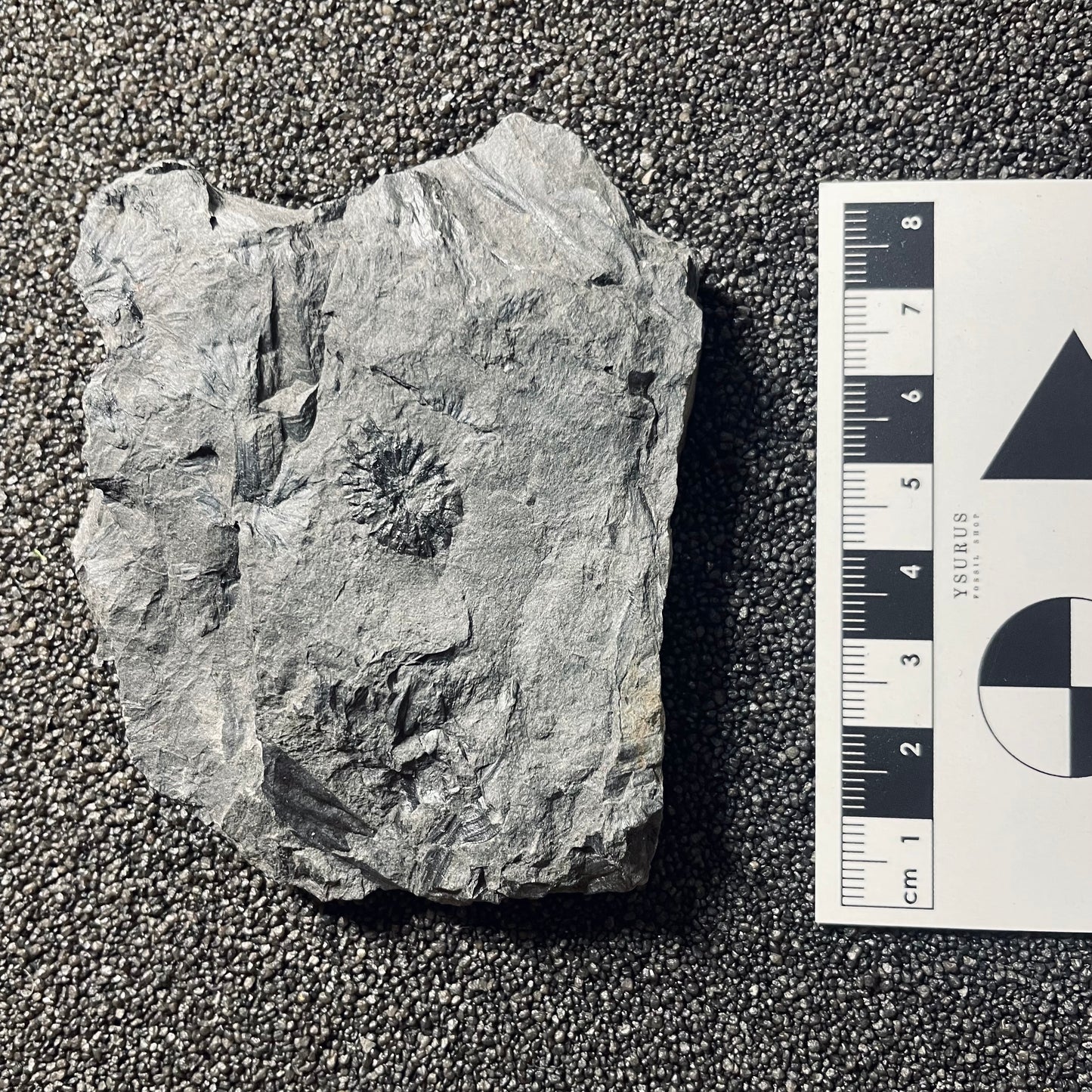 F2486 | Pianta | Cingularia typica