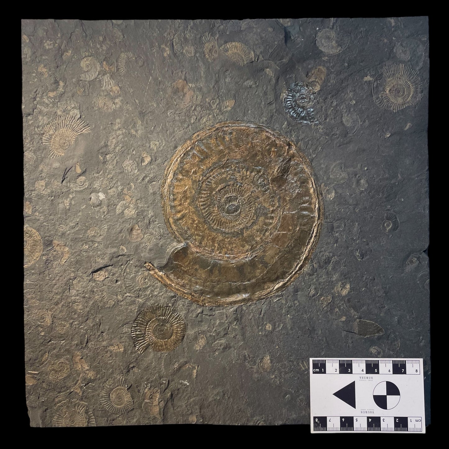 F2000 | Ammonite | Hildoceras sp.