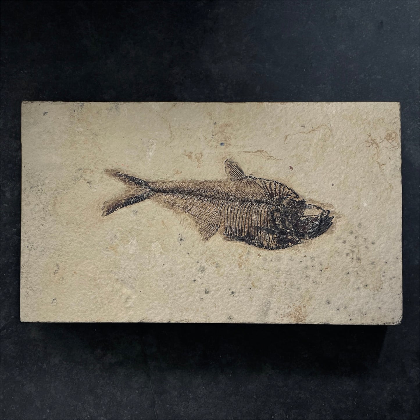 F1961 | Pesce | Diplomystus dentatus
