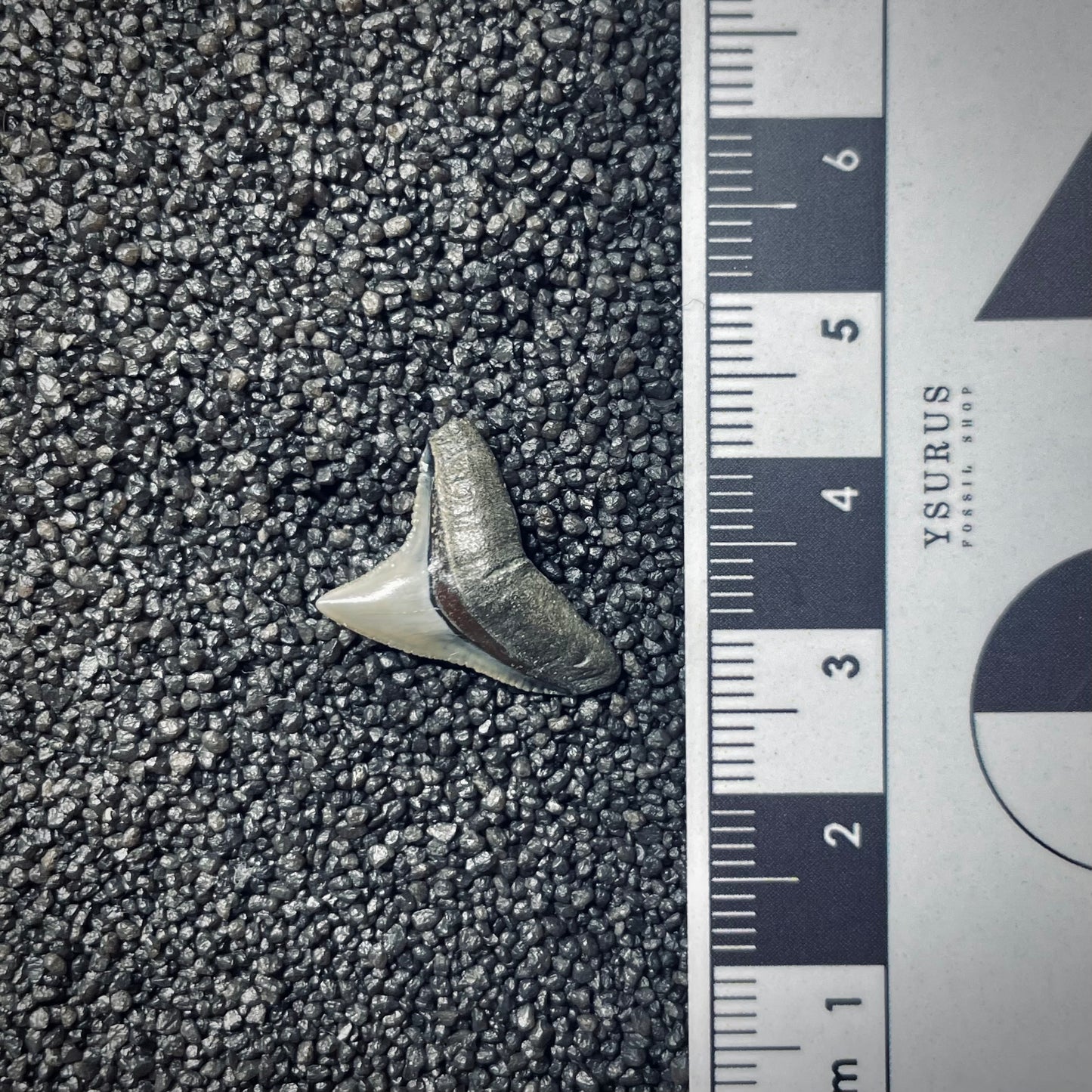 F1854 | Squalo | Carcharhinus sp.