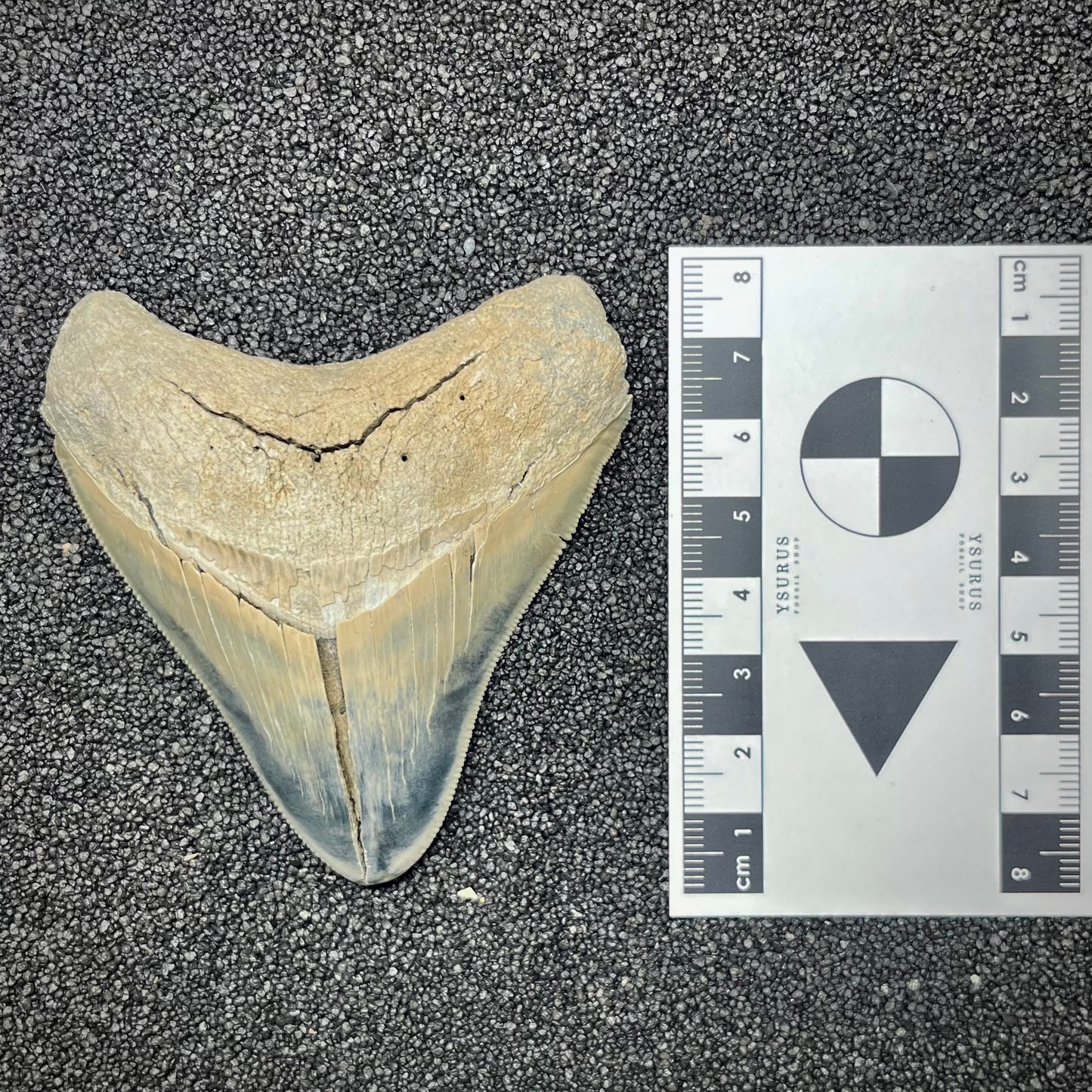 F2864 | RARO | Squalo | Otodus megalodon