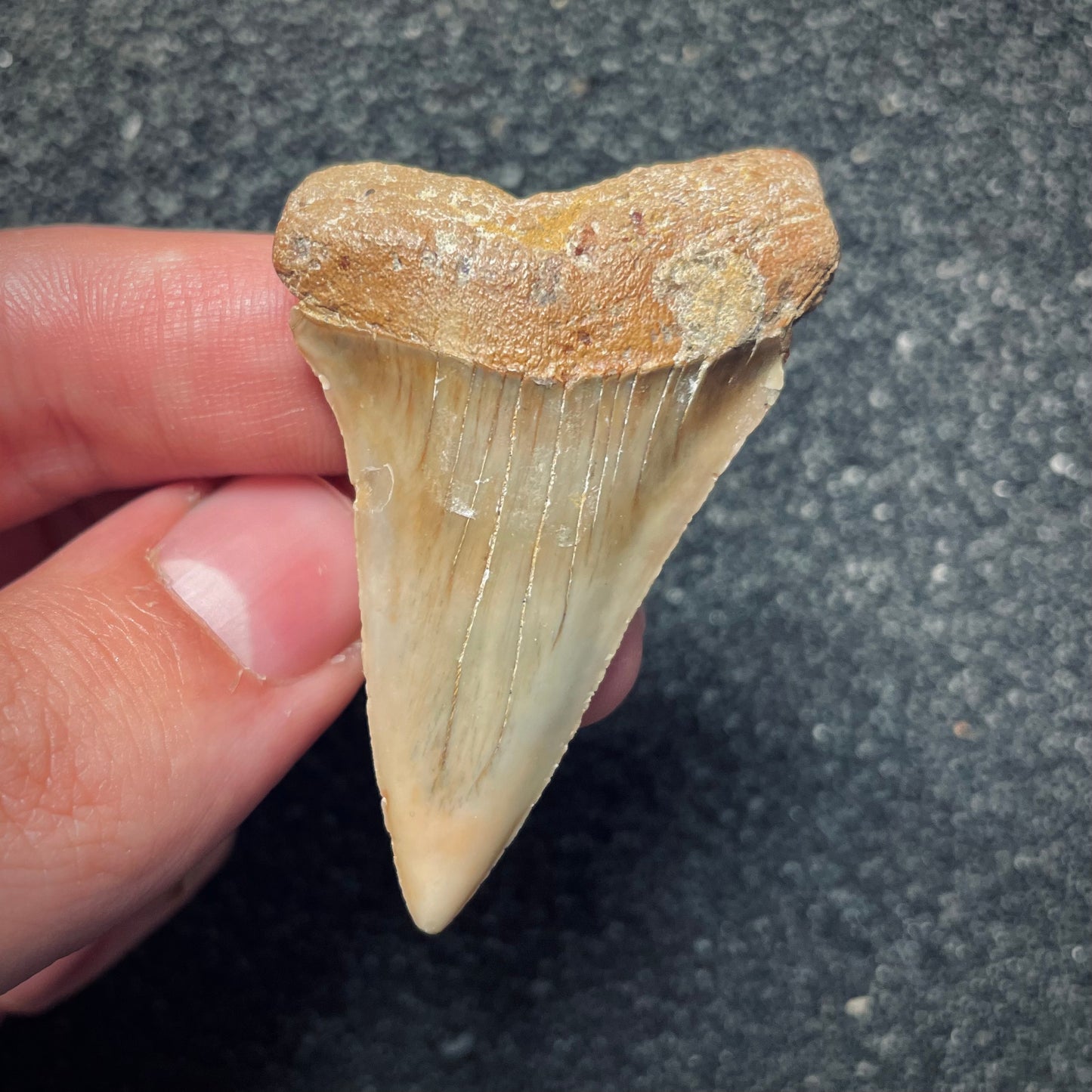 F1947 | Squalo | Carcharodon hastalis