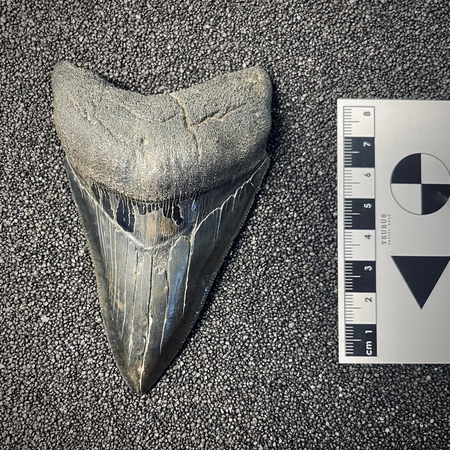 F2577 | Squalo | Otodus megalodon