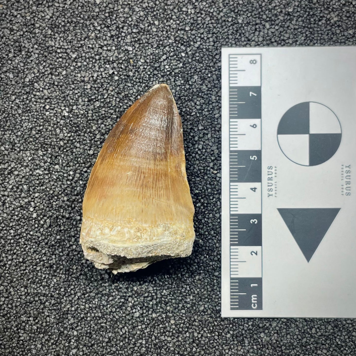 F2690 | Mosasauro | Prognathodon sp.