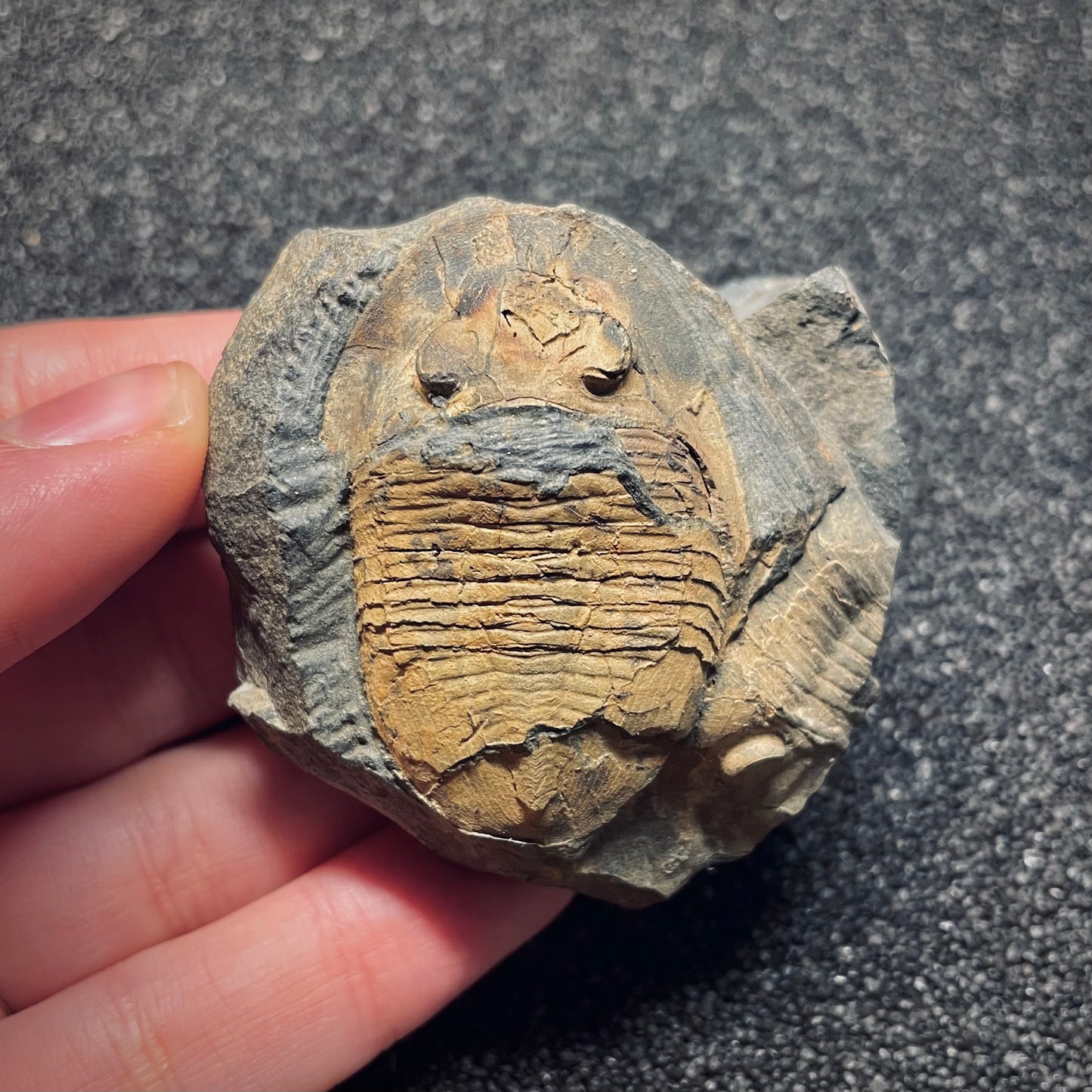 F1571 | Trilobite | Isabelinia glabrata