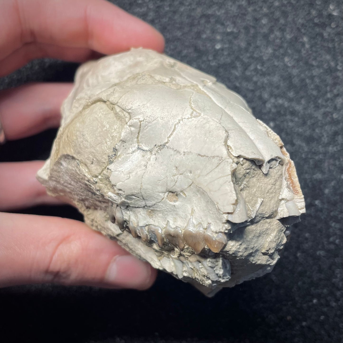 F1562 | Oreodonte | Merycoidodon sp.