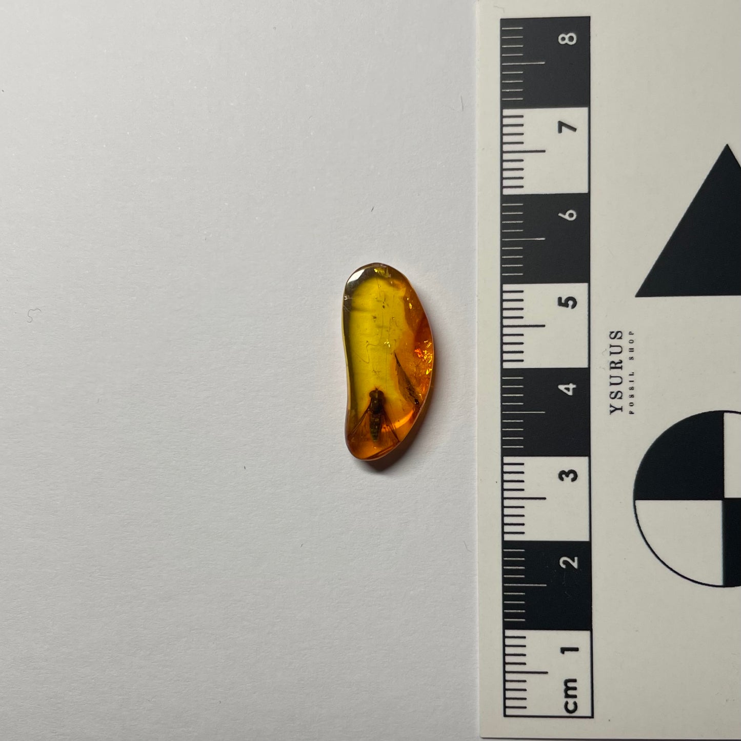 F2420 | Ambra con inclusione | Rhagionidae indet.