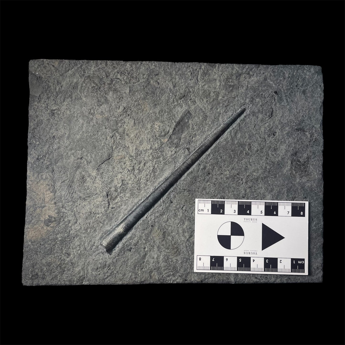 F2180 | Belemnite | Belemnoidea indet.