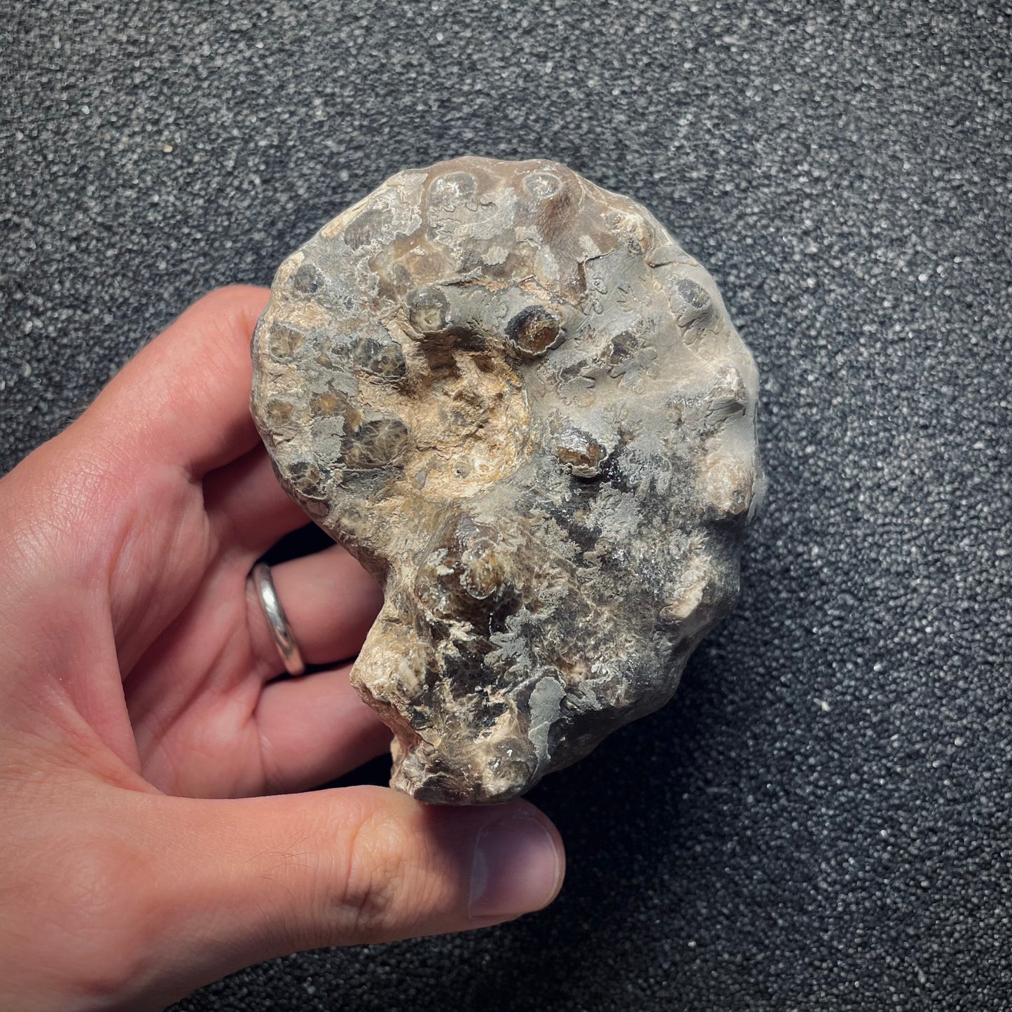 F1973 | Ammonite | Mammites nodosoides