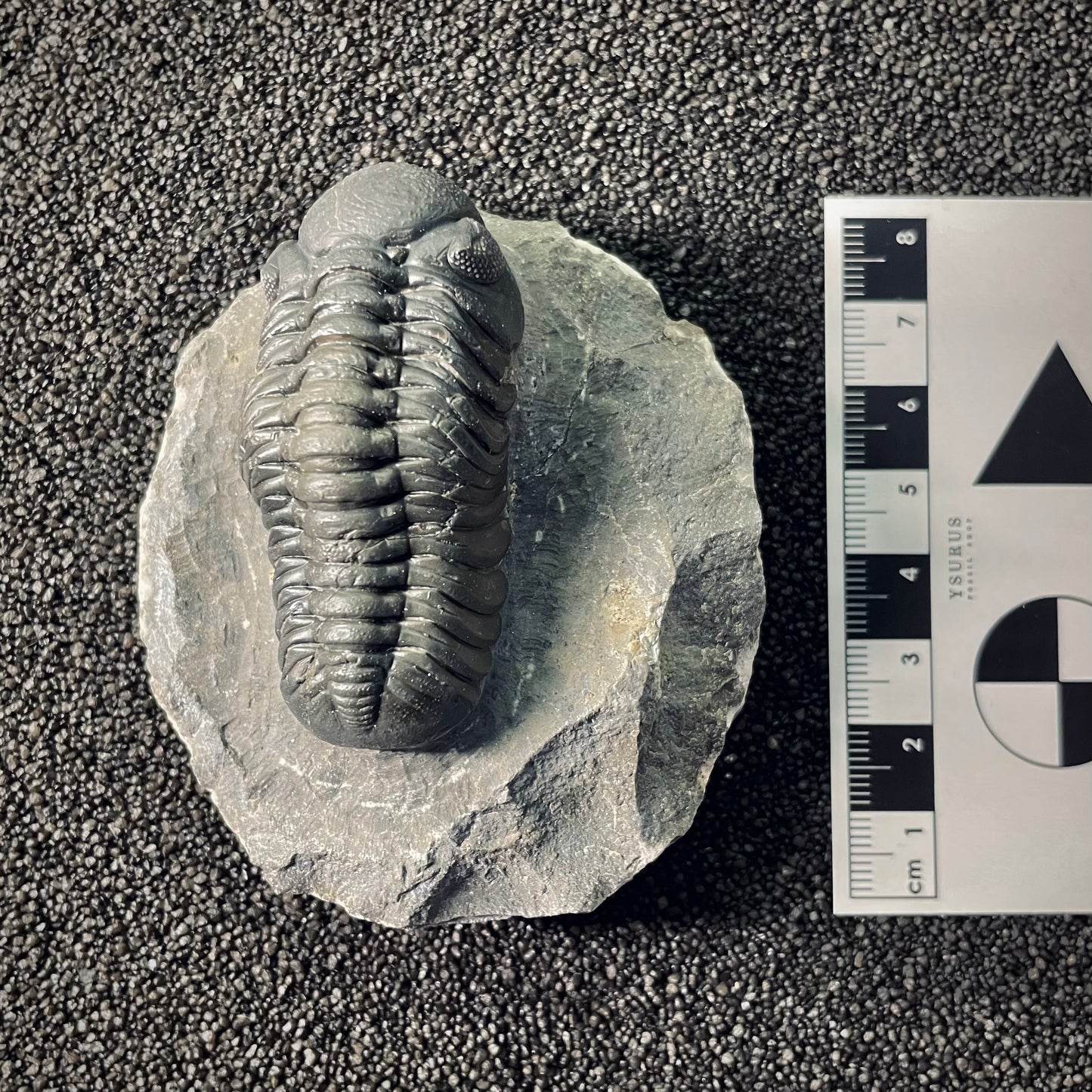 F2608 | Trilobite | Phacopidae indet.