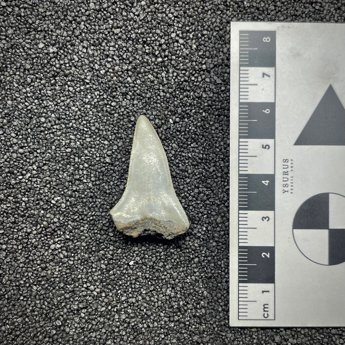 F3041 | Squalo | Carcharodon subserratus