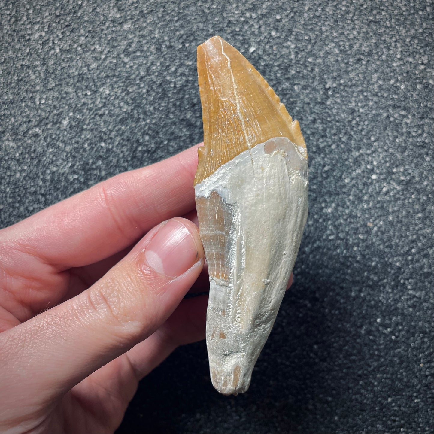 F1723 | Cetaceo | Basilosauridae indet.