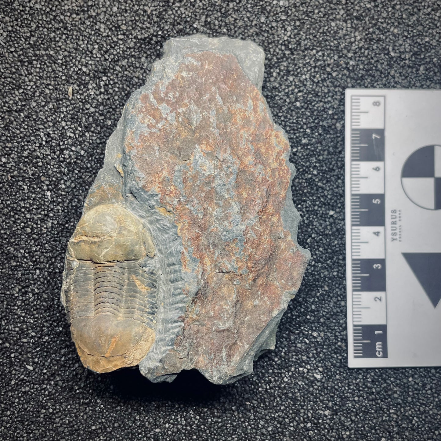 F1597 | Trilobite | Ectillaenus giganteus