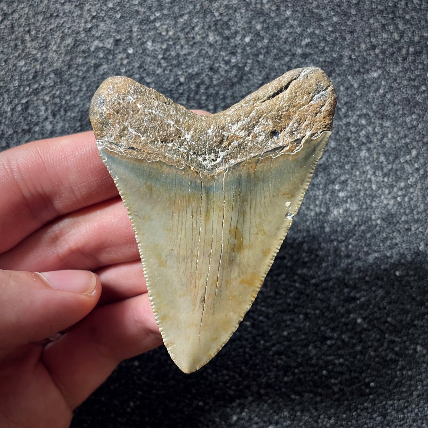 F1995 | Squalo | Otodus megalodon