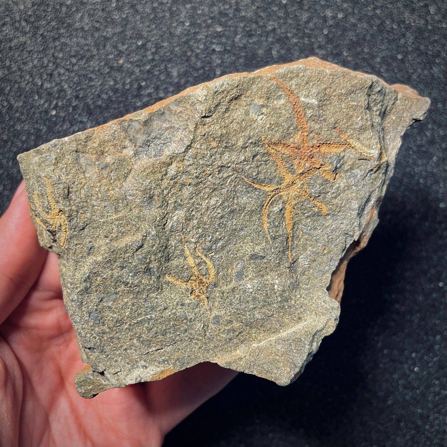 F1725 | Stella marina | Ophiuridae indet.