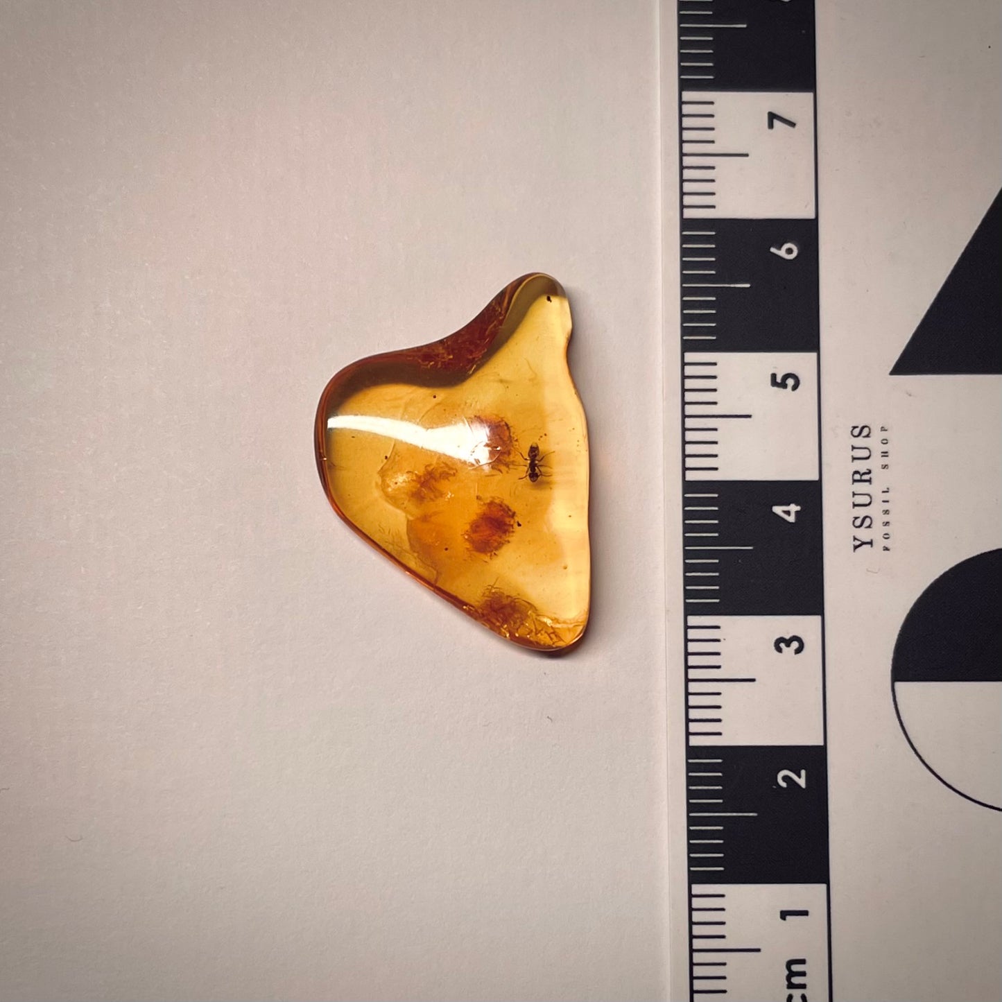 F1741 | Ambra con inclusione | Ctenobethylus sp.