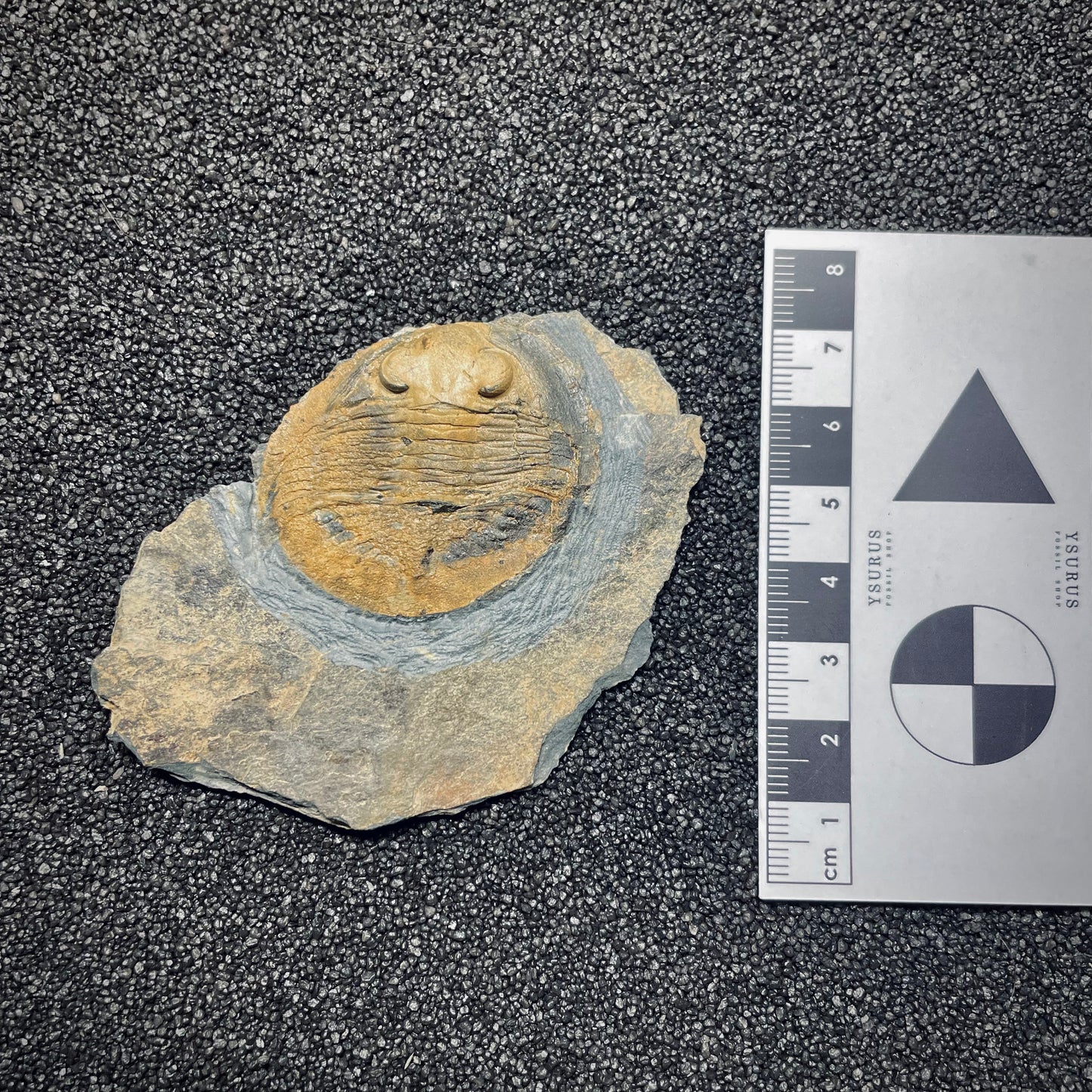 F1589 | Trilobite | Nobiliasaphus nobilis