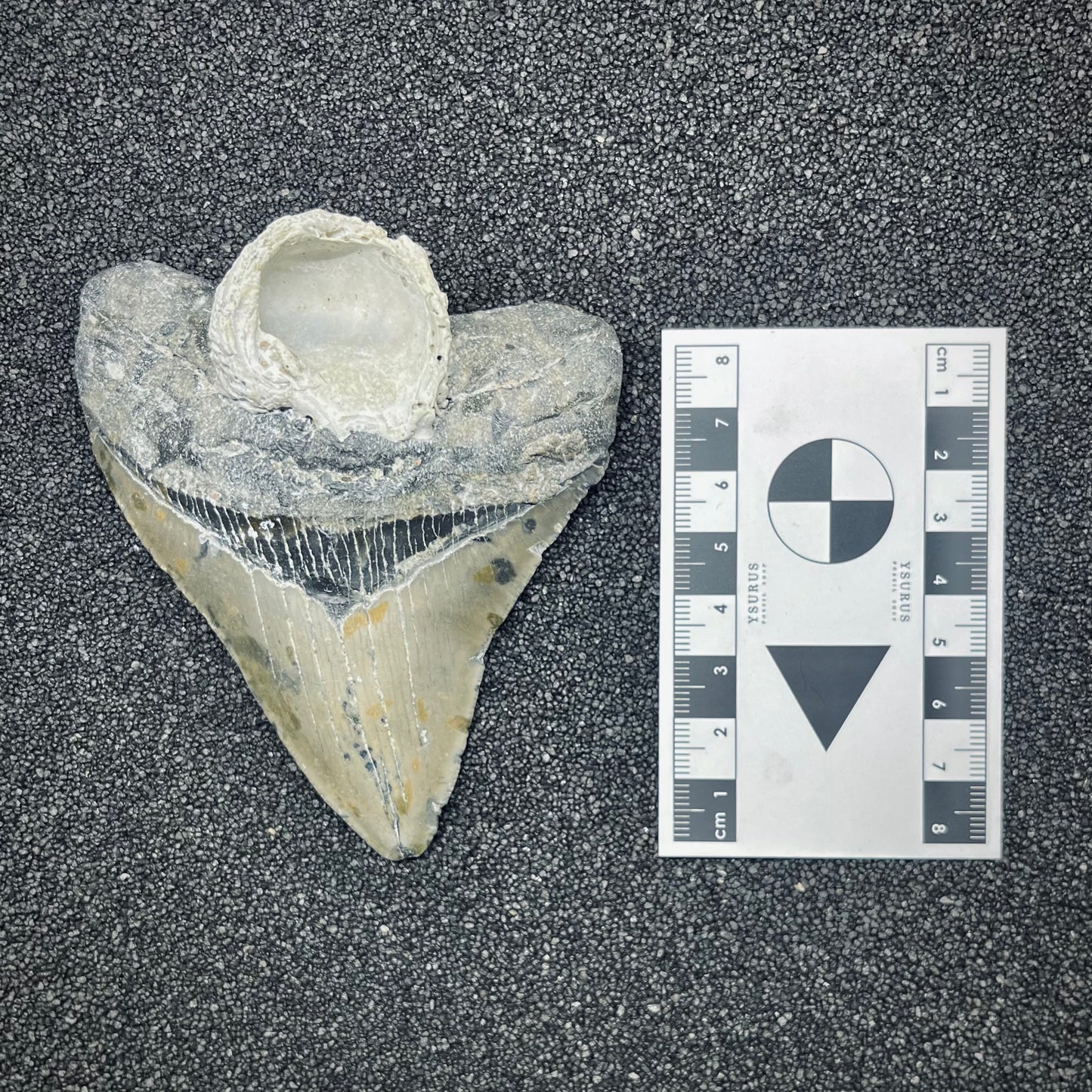 F2771 | Squalo | Otodus megalodon