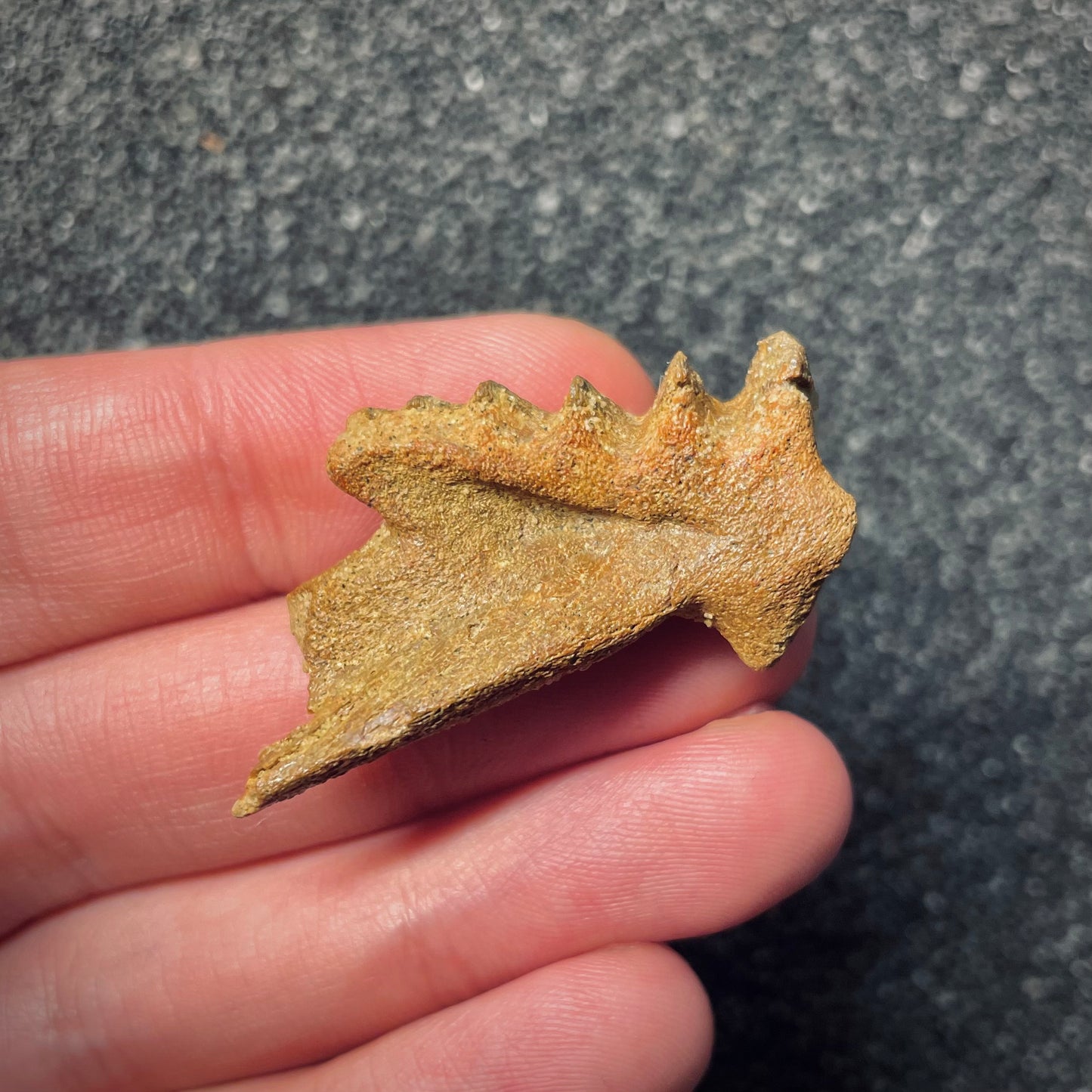 F1708 | Pesce | Neoceratodus africanus
