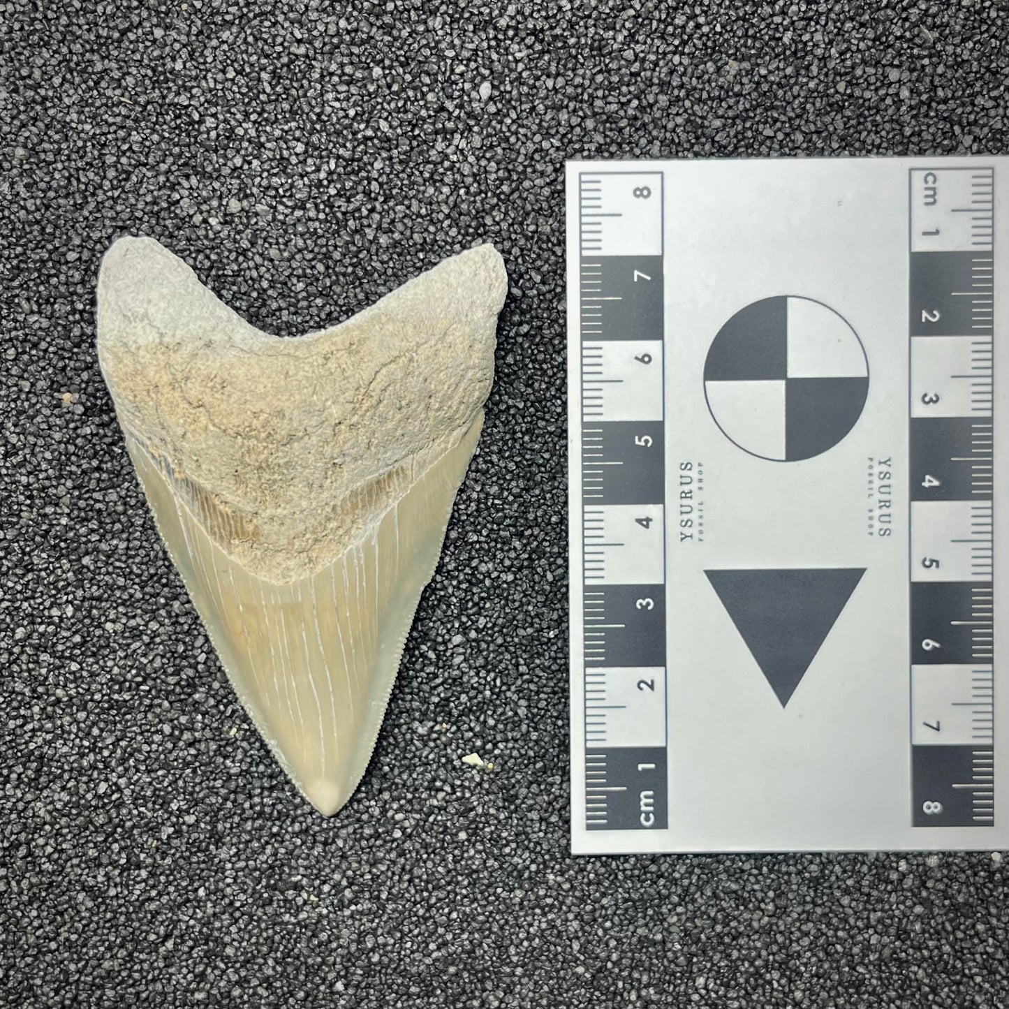F2865 | RARO | Squalo | Otodus megalodon
