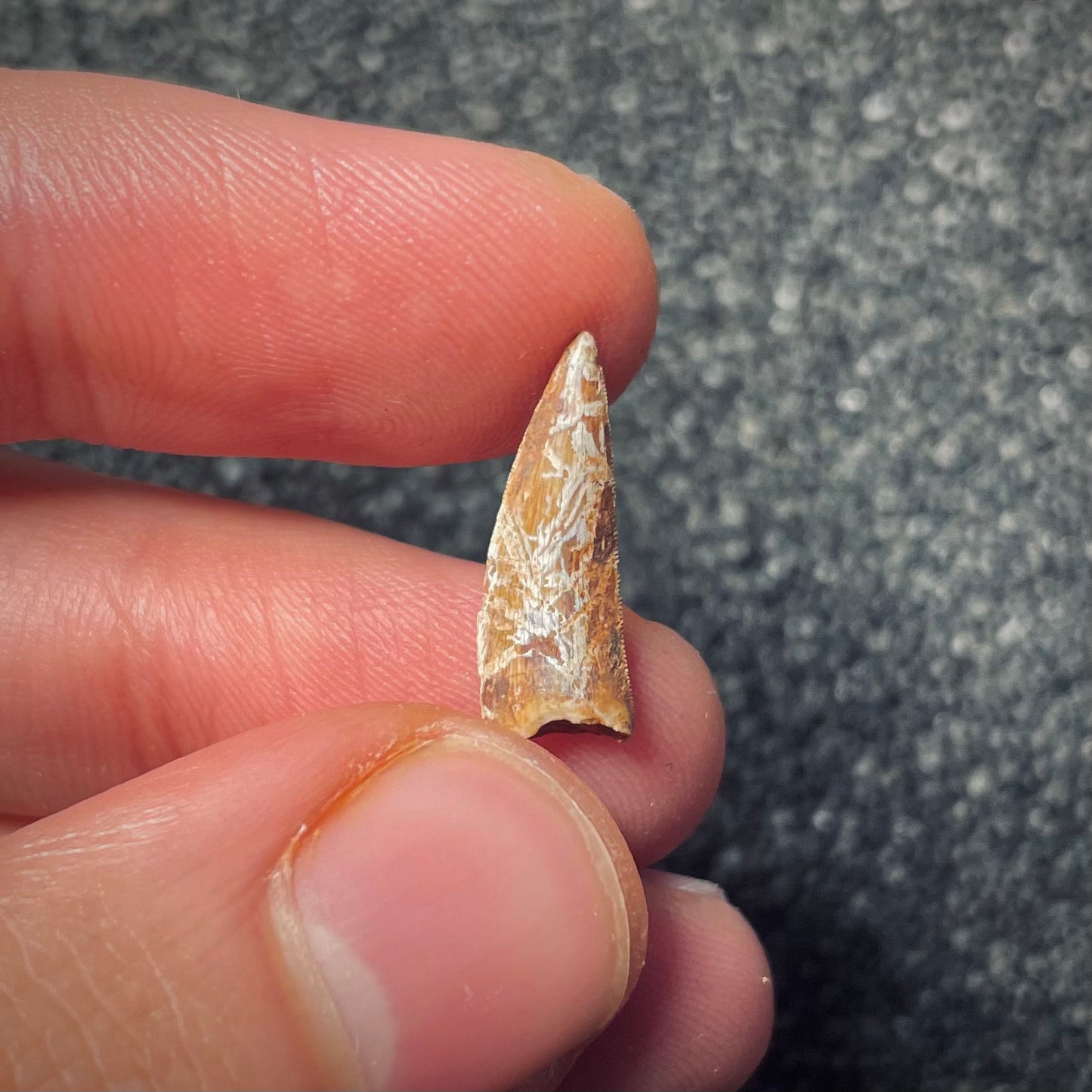 F1861 | Fitosauro | Phytosauridae indet.