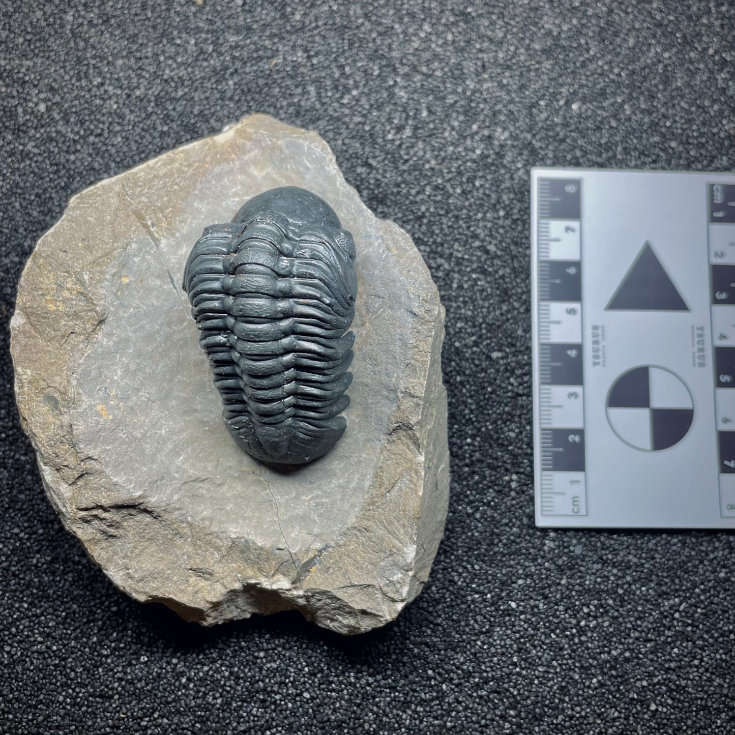F1890 | Trilobite | Phacopidae indet.
