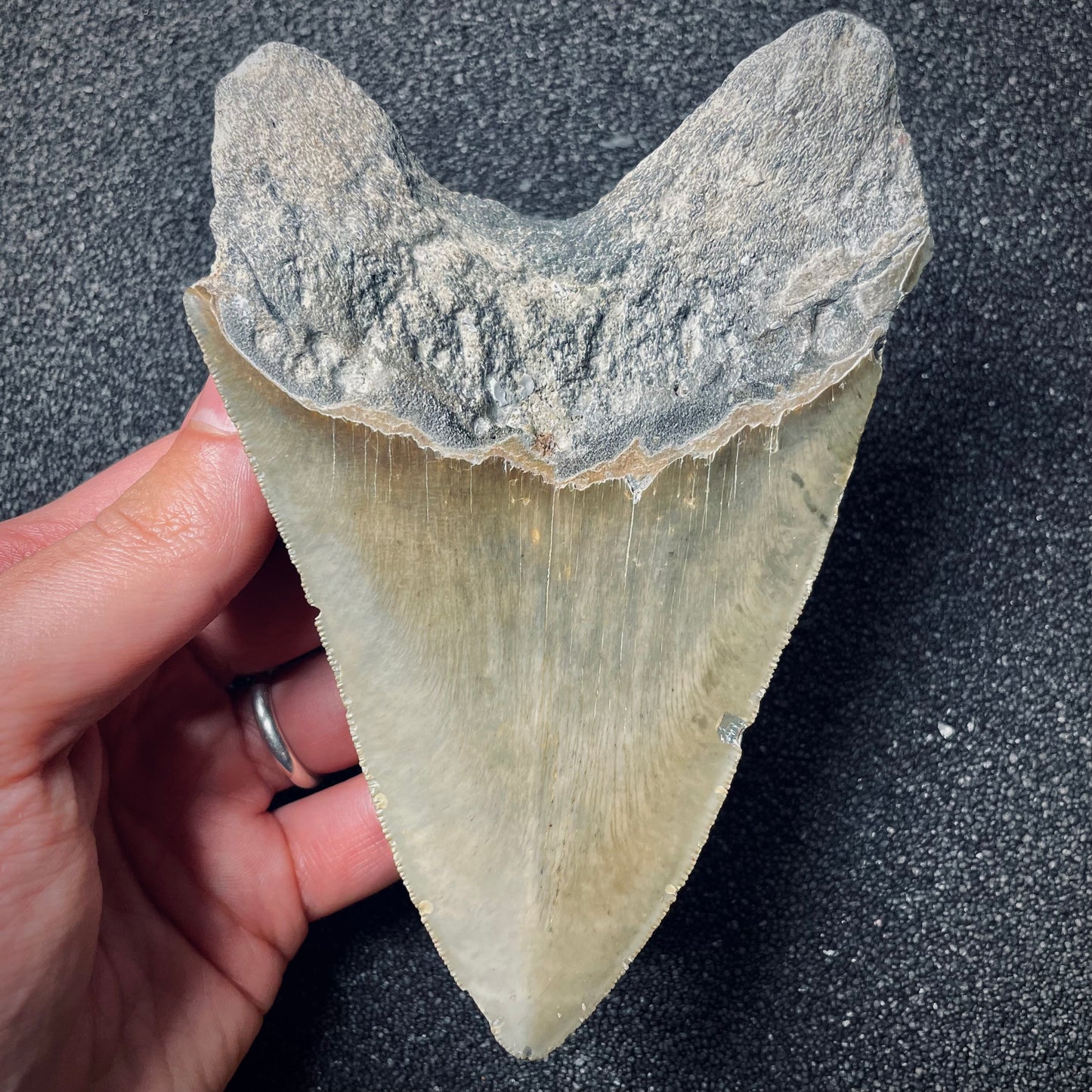 F1850 | Squalo | Otodus megalodon