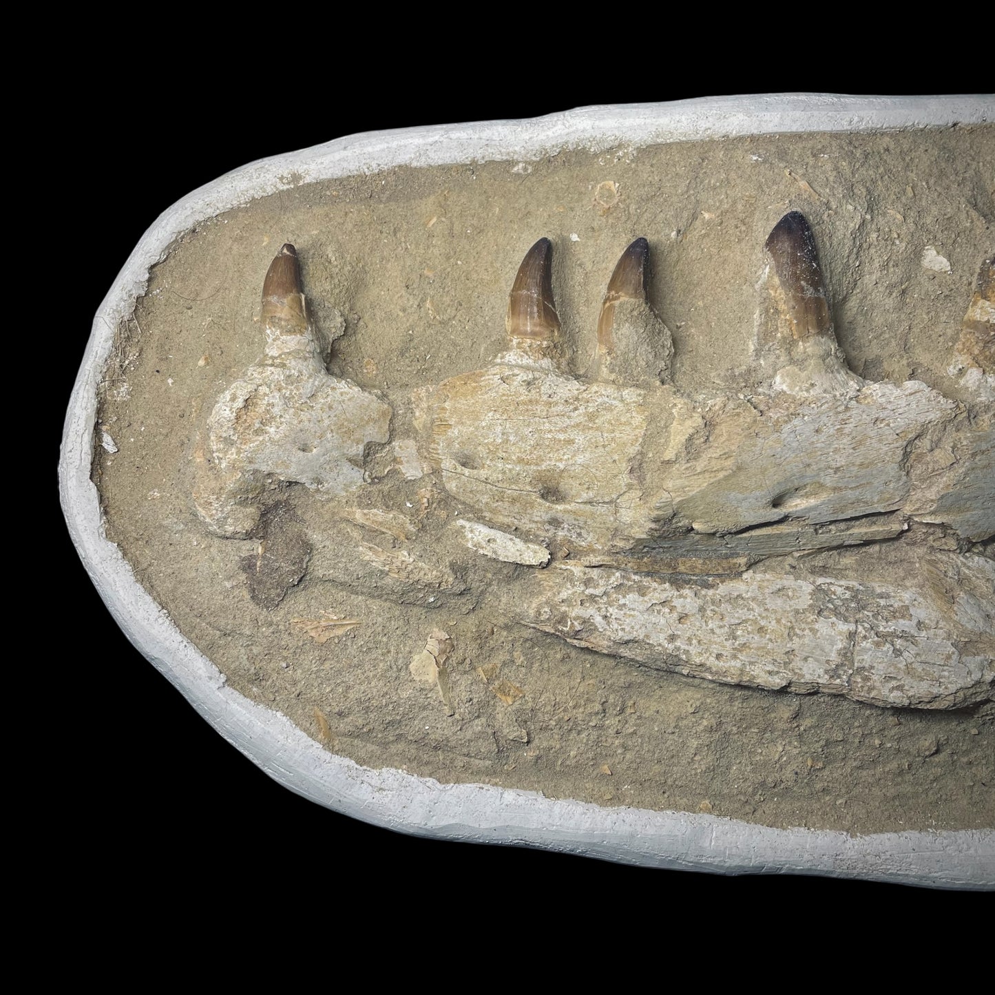 F1984 | Mosasauro | Prognathodon sp.