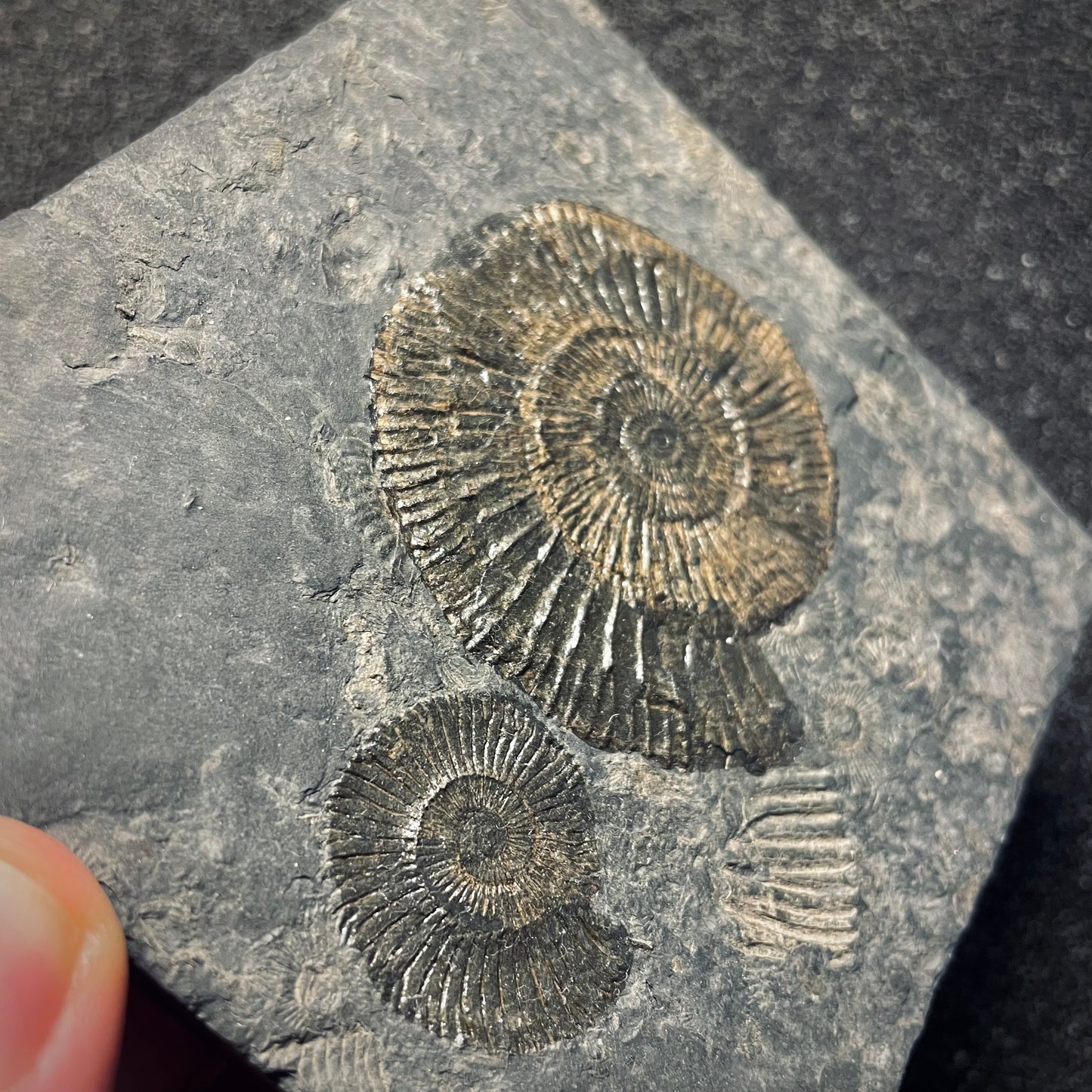 F1979 | Ammonite | Dactylioceras commune