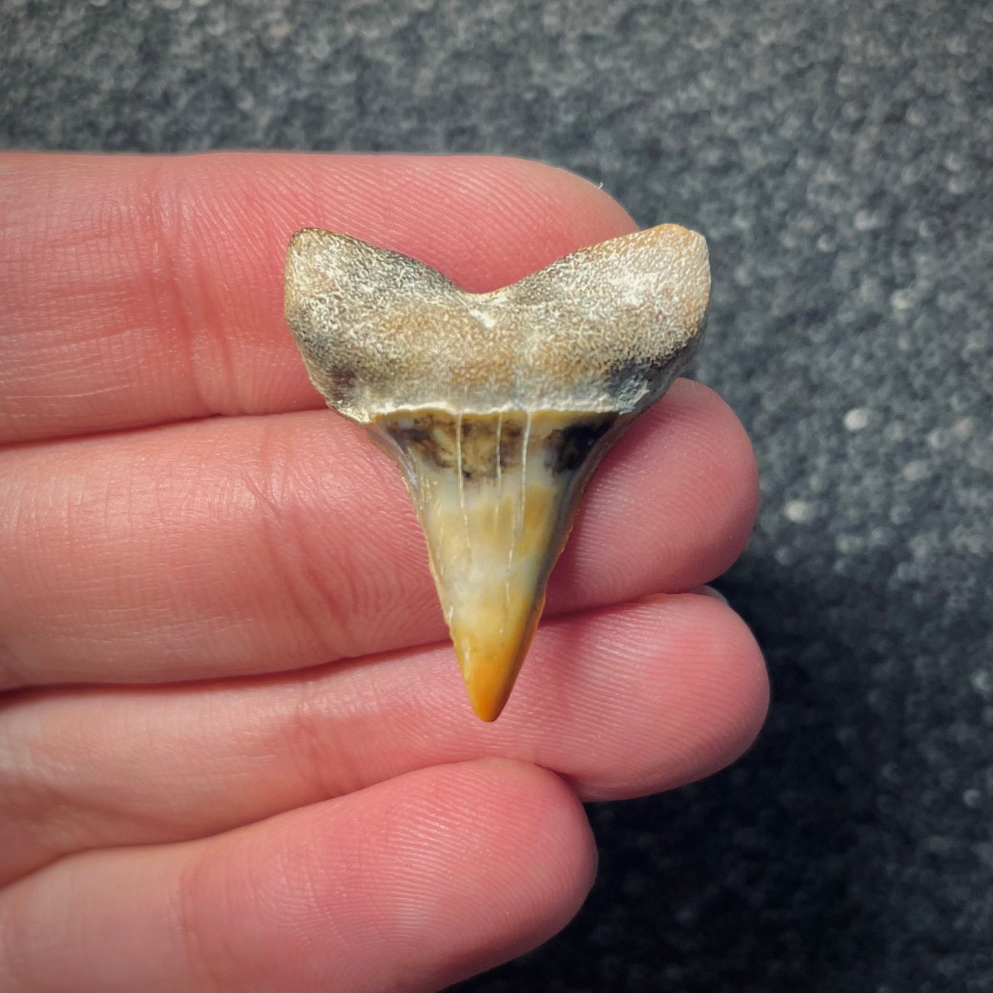 F1784 | Squalo | Carcharodon planus
