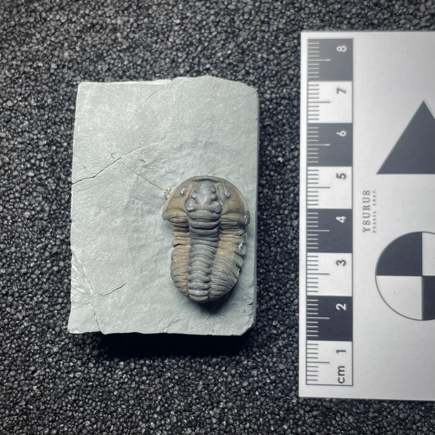 F1287 | Trilobite | Flexicalymene retrorsa