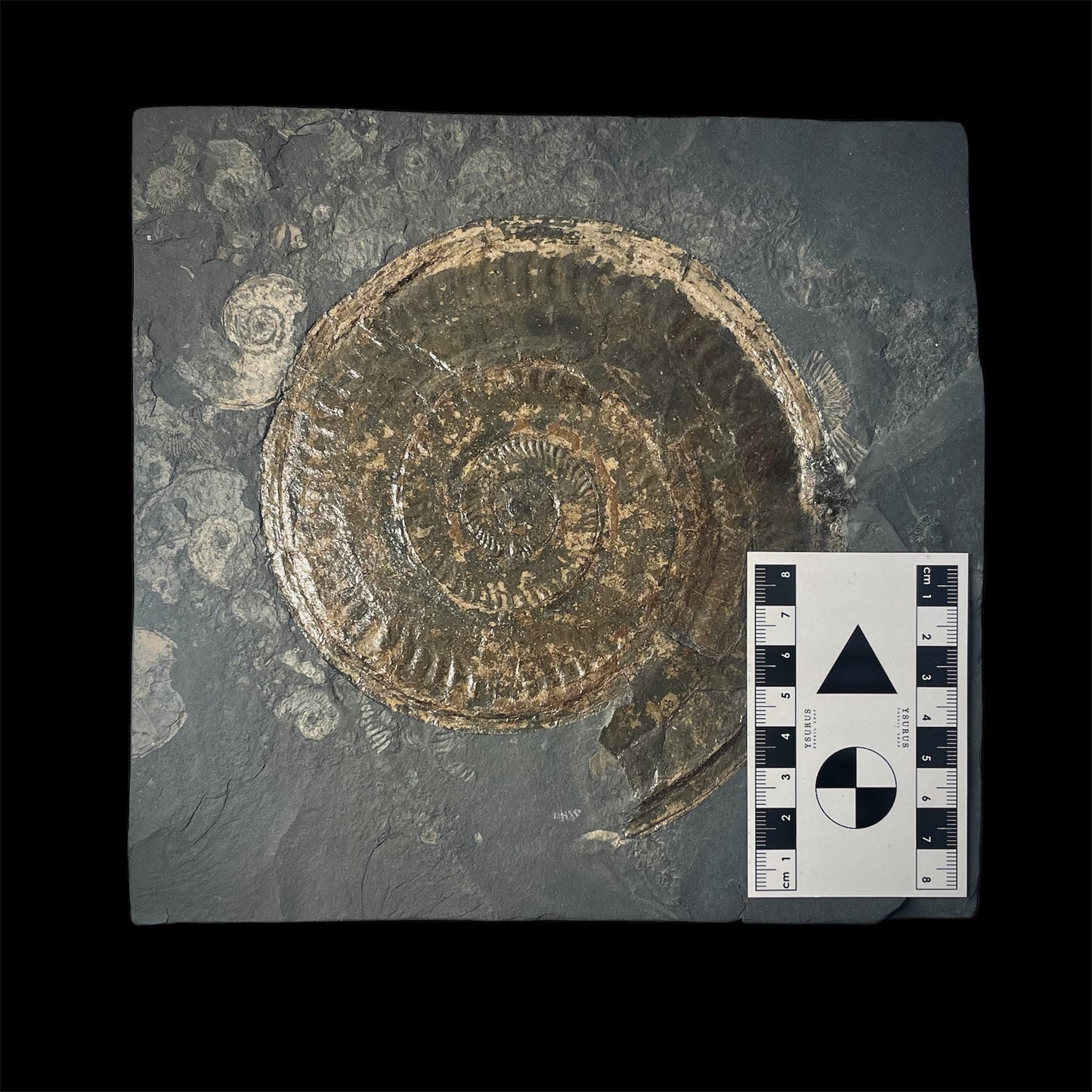 F2177 | Ammonite | Hildoceras sp.