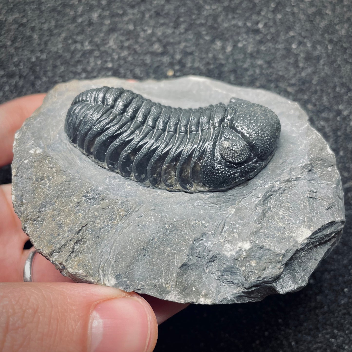 F1616 | Trilobite | Phacopidae indet.