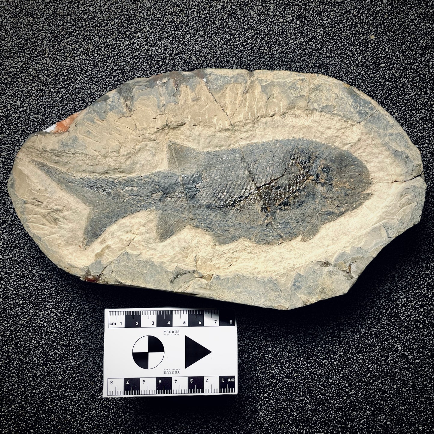 F1342 | Pesce | Paramblypterus duvernoyi