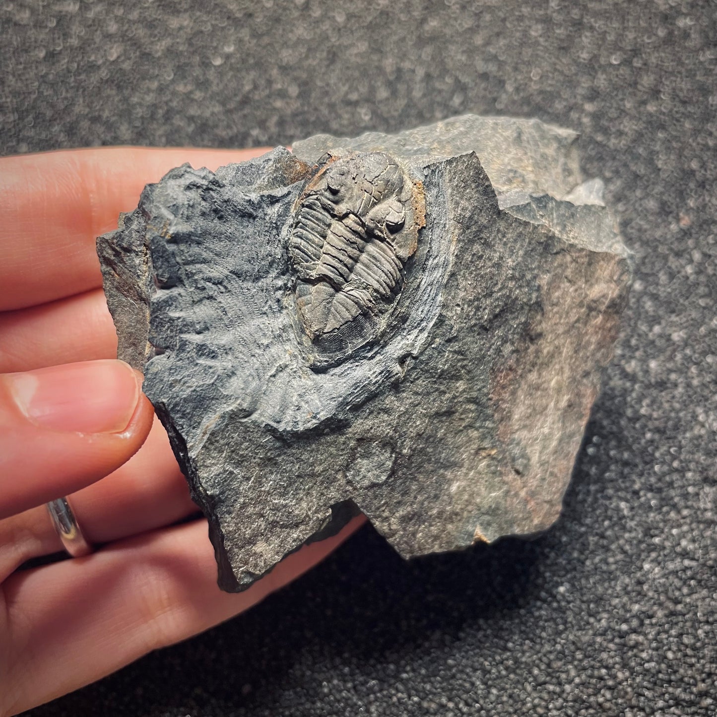 F1572 | Trilobite | Isabelinia glabrata